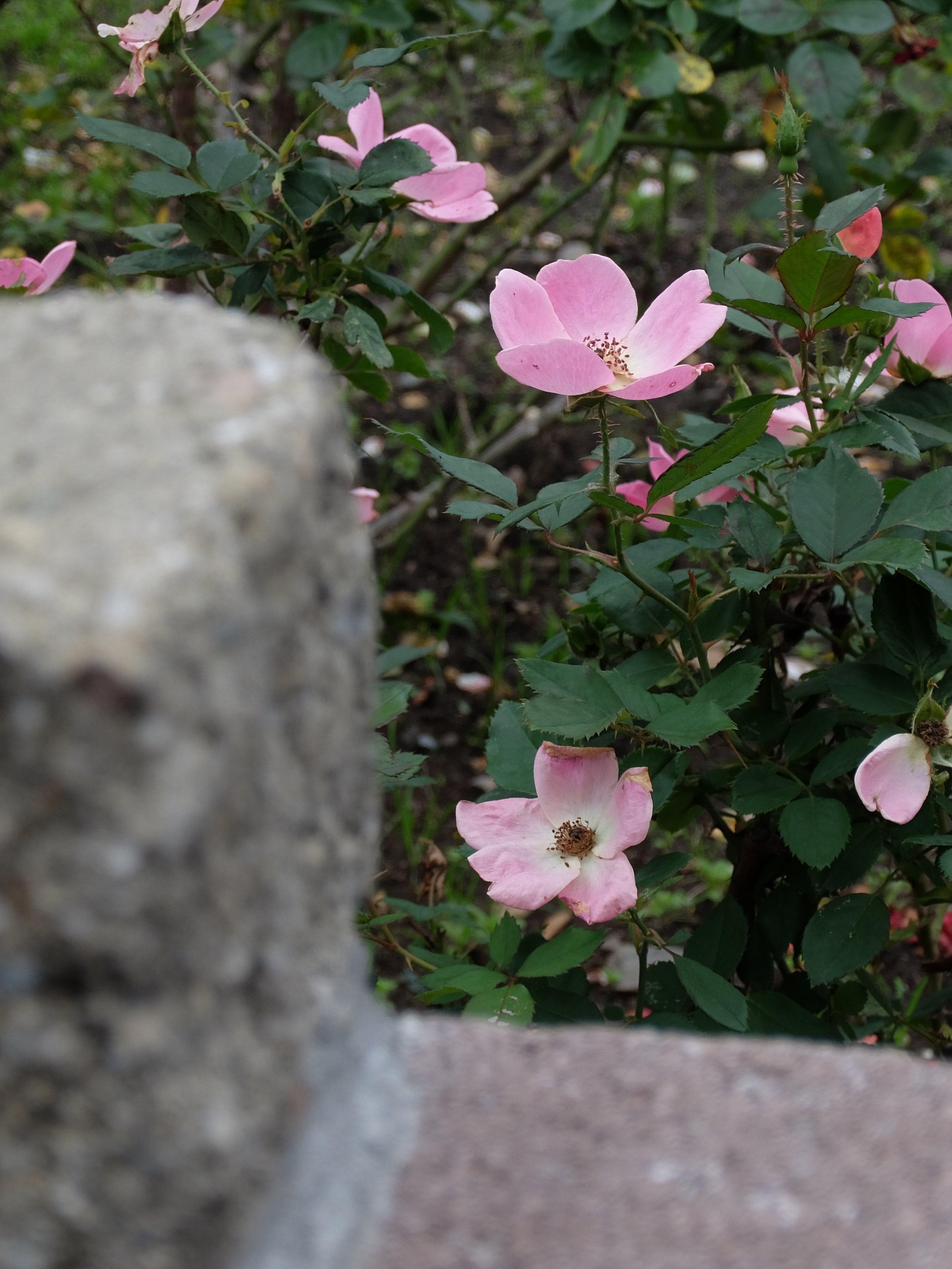 XQ1 / 4,000×3,000 / 1/60秒 / F5.6 / -0.67EV / ISO100 / WB:オート / 25.6mm