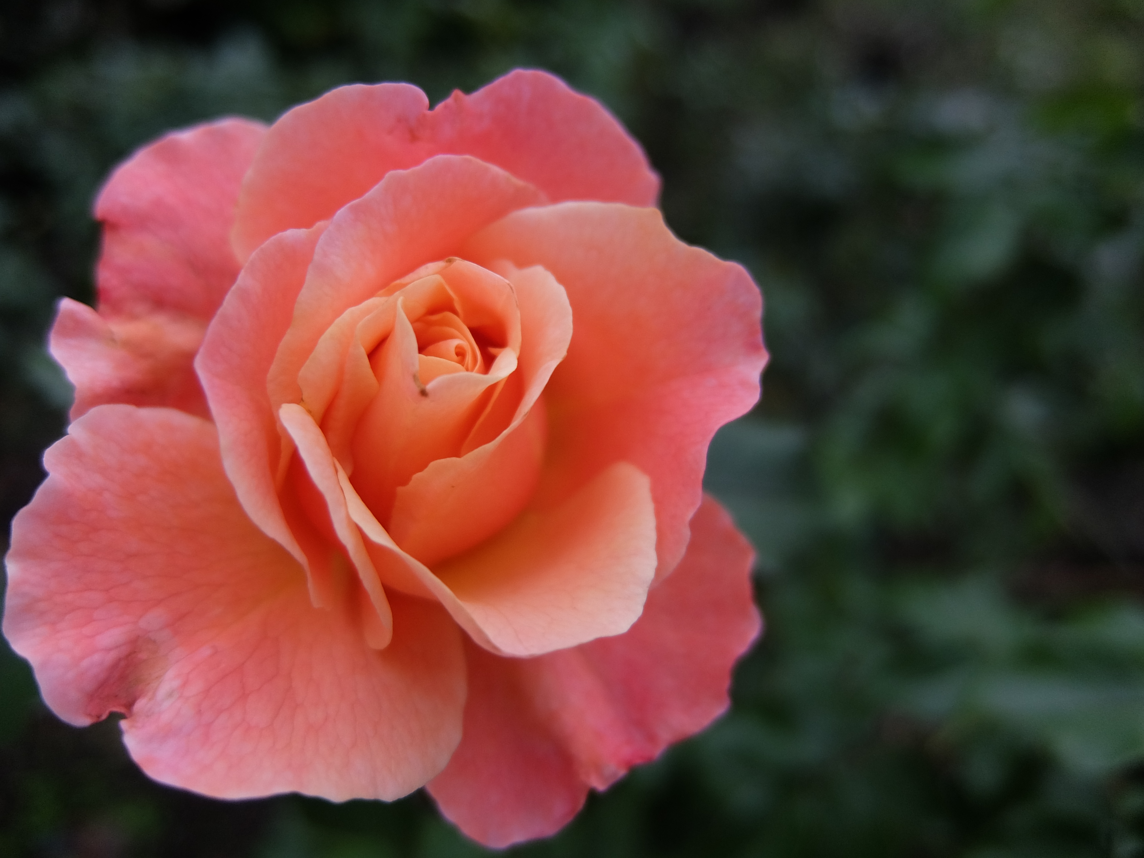 XQ1 / 4,000×3,000 / 1/280秒 / F1.8 / -0.67EV / ISO100 / WB:オート / 6.4mm