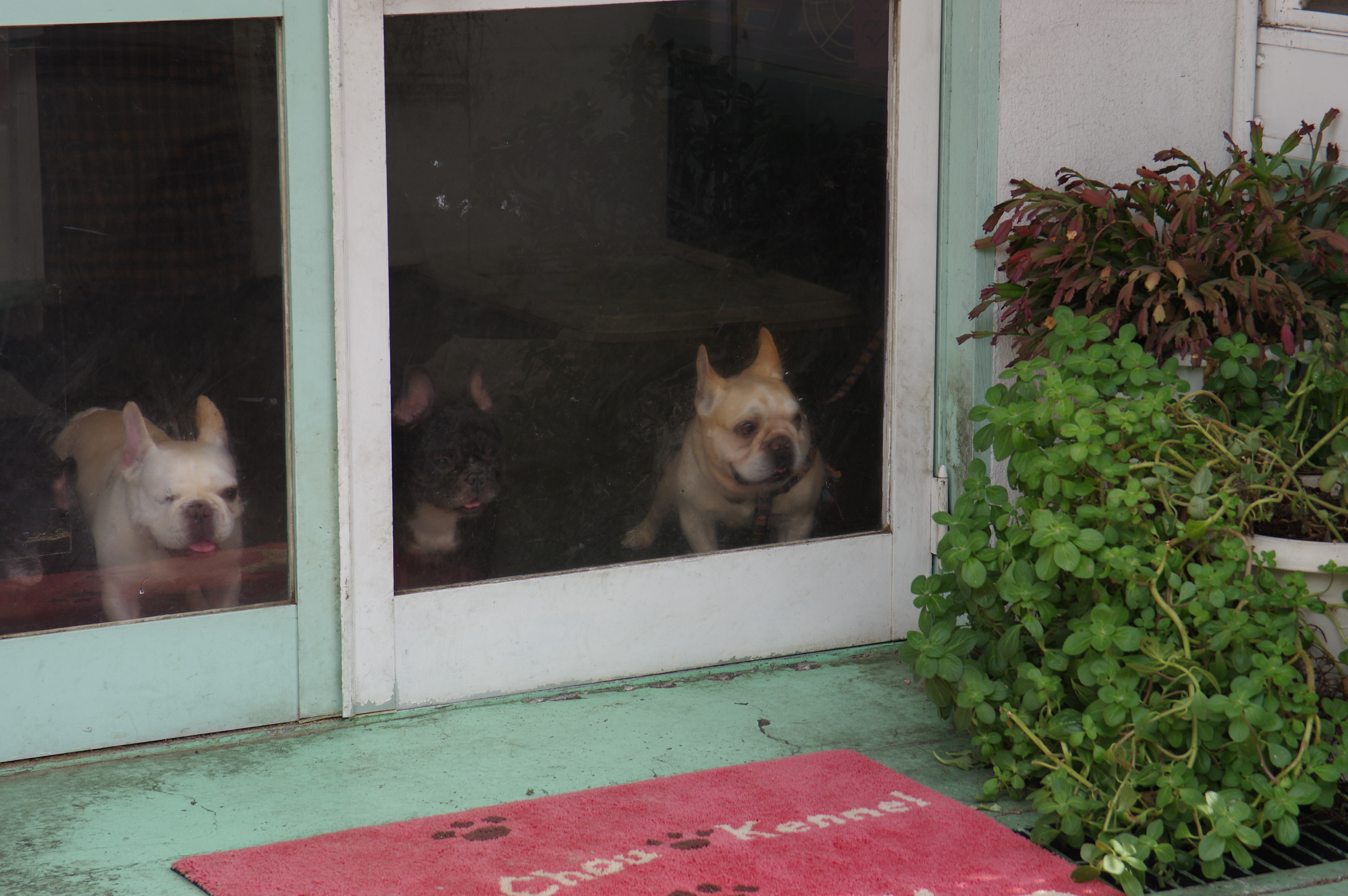 DA 17-70mm F4 AL [IF] SDM / 1/125秒 / F6.3 / 0EV / ISO250 / 絞り優先AE / WB：オート / 70mm