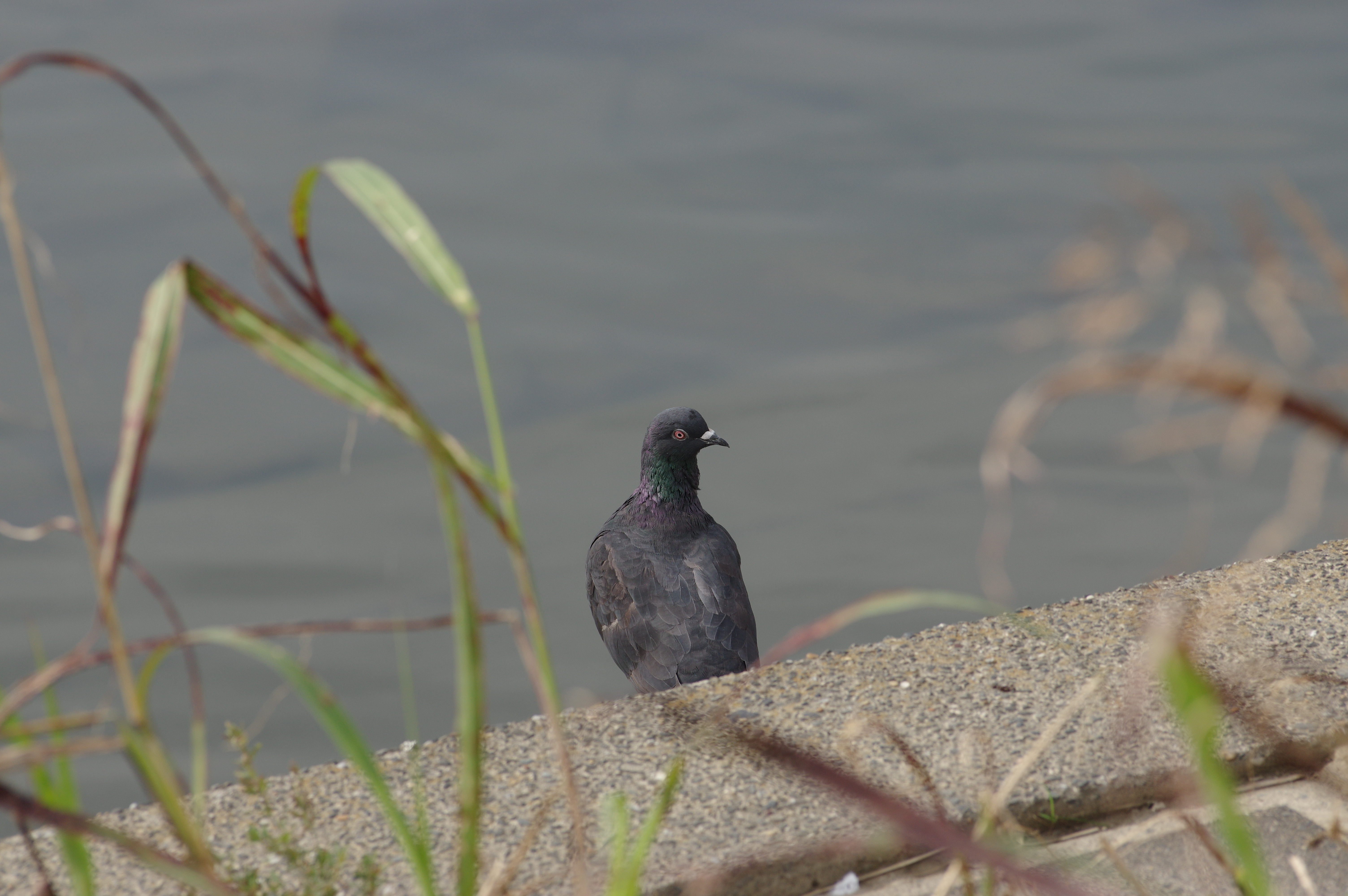 DA★ 60-250mm F4 ED [IF] SDM / 1/500秒 / F6.3 / 0EV / ISO250 / 絞り優先AE / WB：オート / 250mm