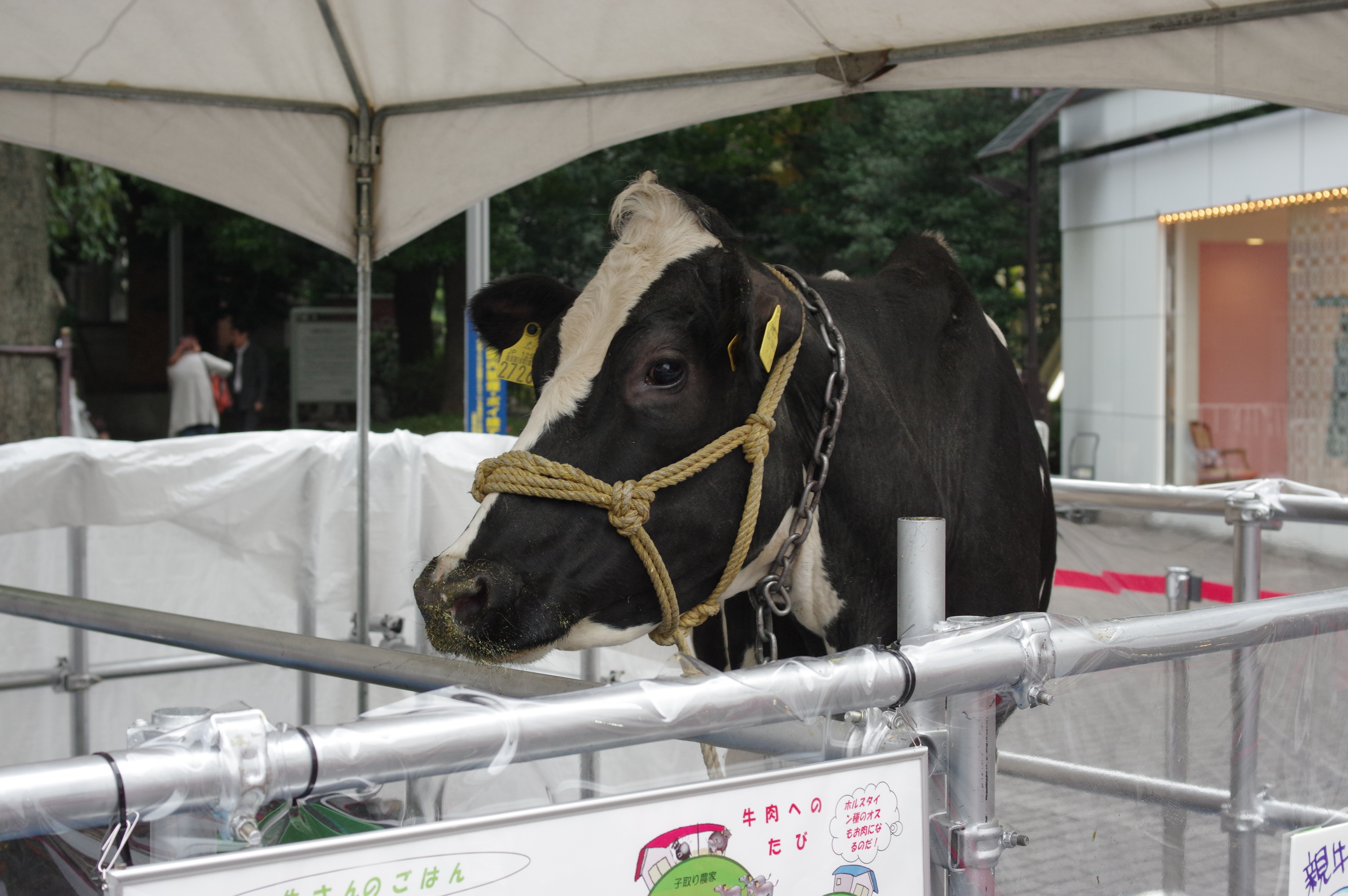 HD DA 40mm F2.8 Limited / 1/200秒 / F5.6 / 0EV / ISO1000 / 絞り優先AE / WB：オート / 40mm