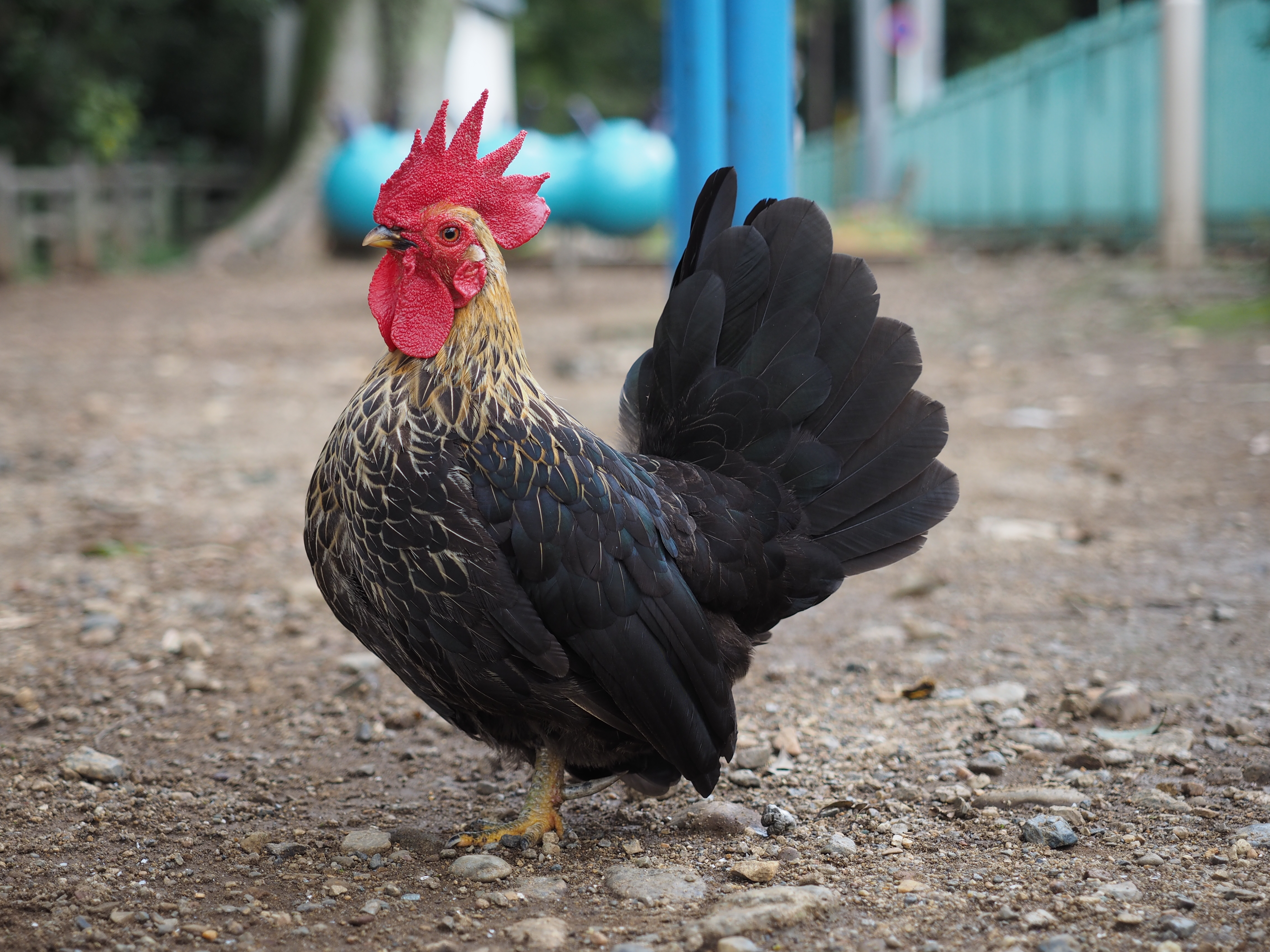 何故か公園にいた鶏。ピントが合ったところはシャープでボケもそれほどうるさくない。M.ZUIKO DIGITAL ED 12-40mm F2.8 PRO / ISO200 / F2.8 / 1/160 / -0.3EV / 40mm