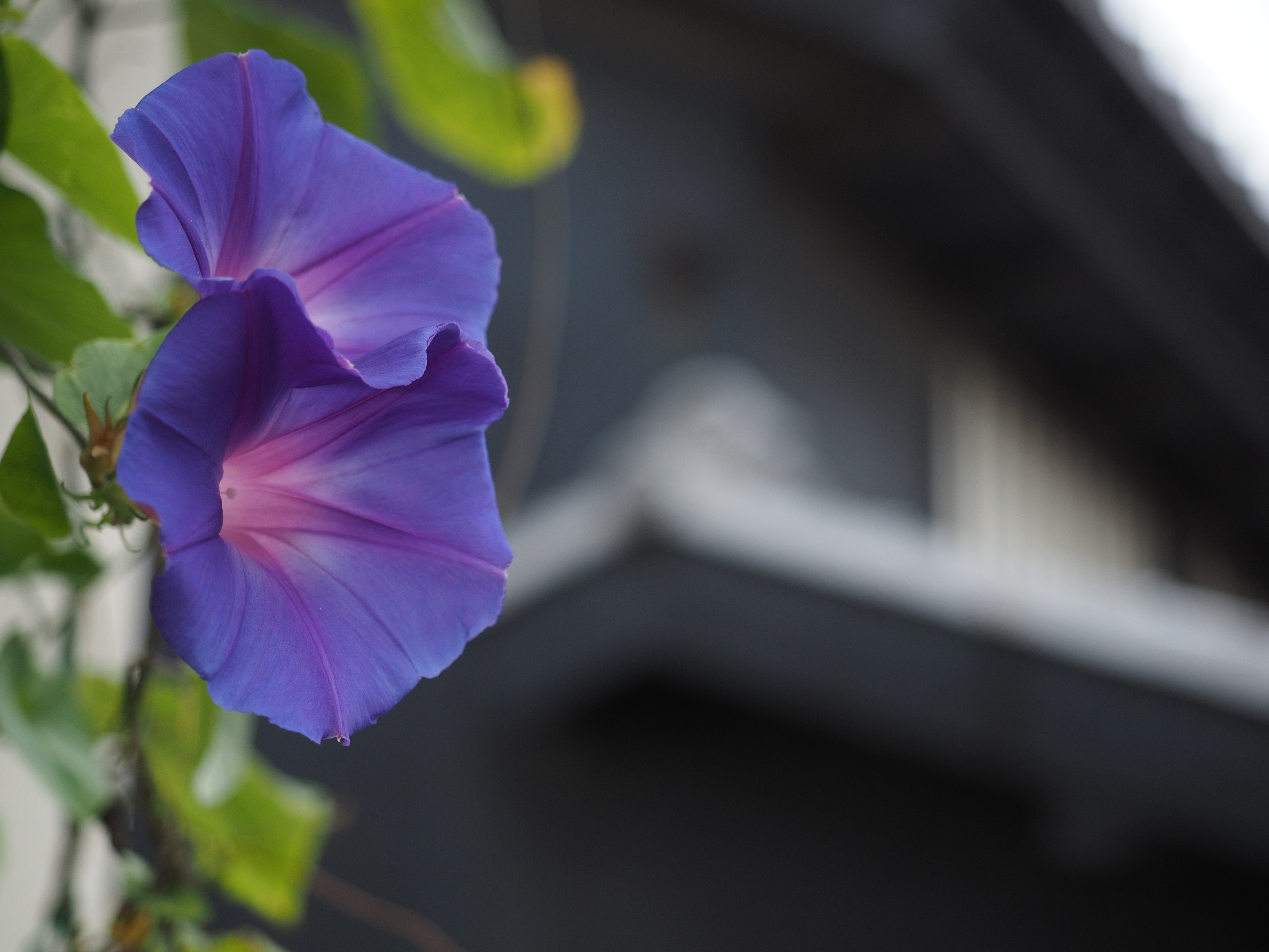 40mm、絞り開放で撮影。M.ZUIKO DIGITAL ED 12-40mm F2.8 PRO / ISO200 / F2.8 / 1/500 / -0.7EV / 40mm