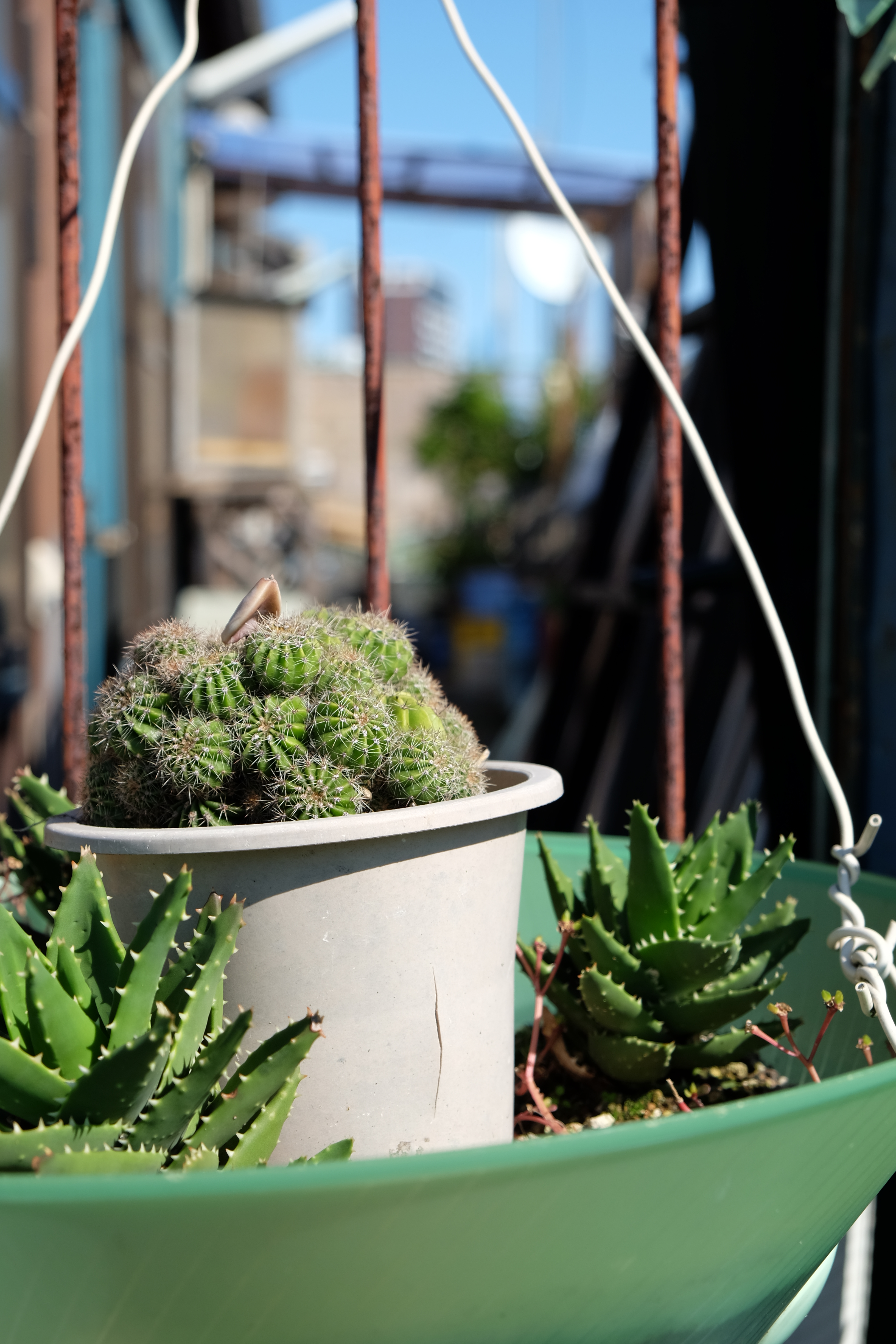 X-E2 / XF 18-55mm F2.8-4 R LM OIS / 4,896×3,264 / 1/850秒 / F4.5 / 0EV / ISO200 / WB:オート / 39mm