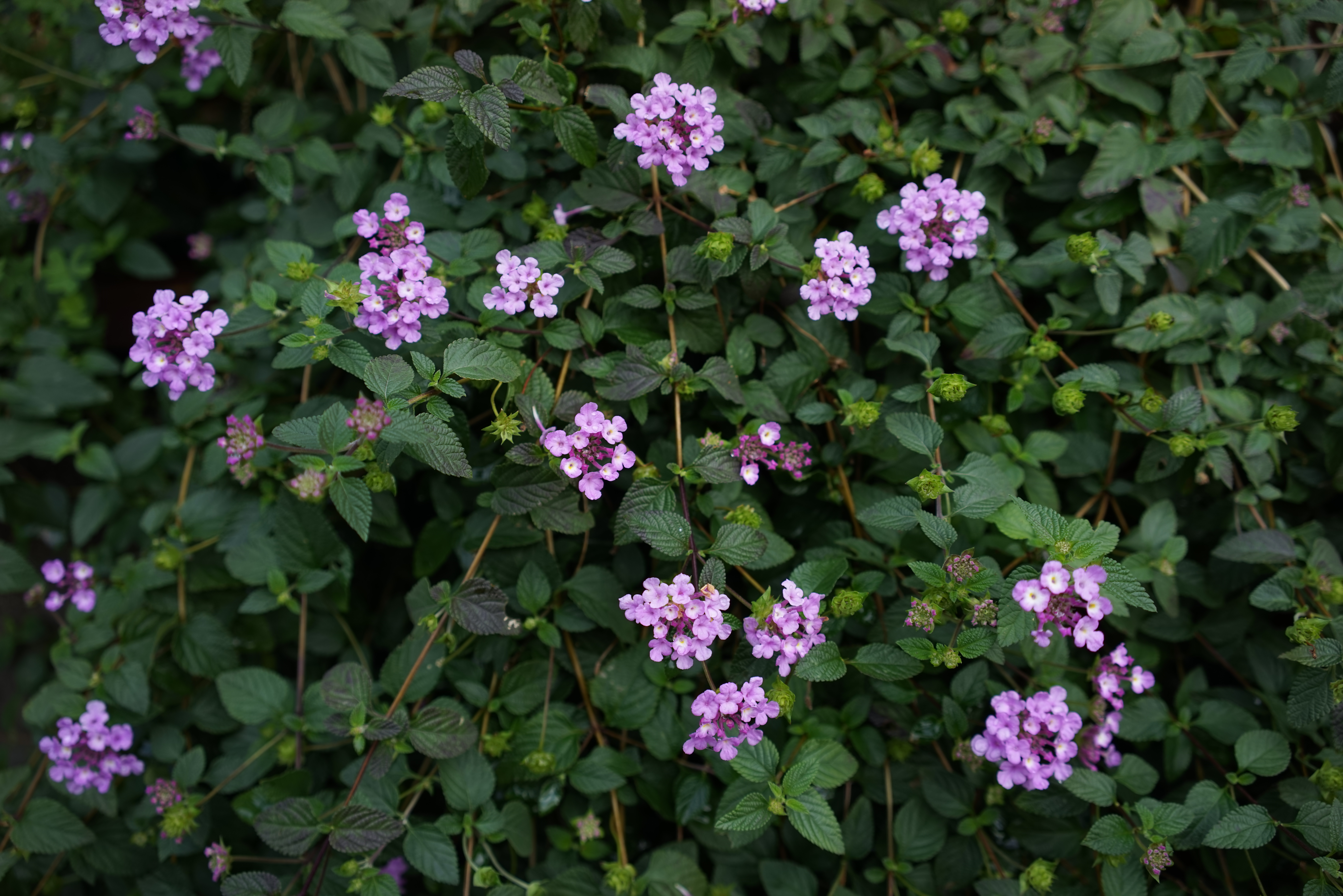 α7R / Sonnar T* FE 35mm F2.8 ZA / 7,360×4,912 / ISO100 / F4 / 1/250秒 / 35mm