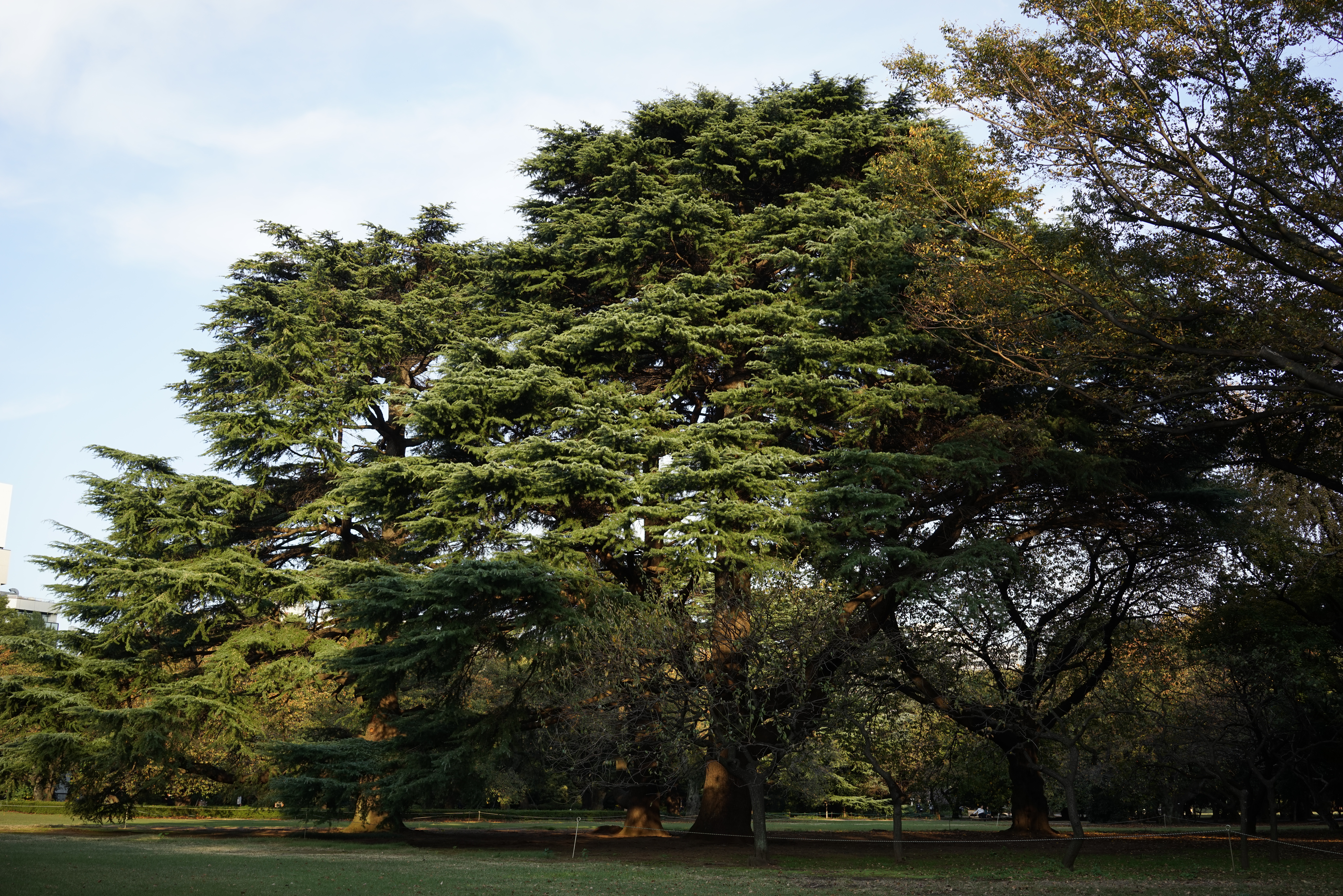 α7R / Sonnar T* FE 35mm F2.8 ZA / 7,360×4,912 / ISO100 / F8 / 1/60秒 / 35mm