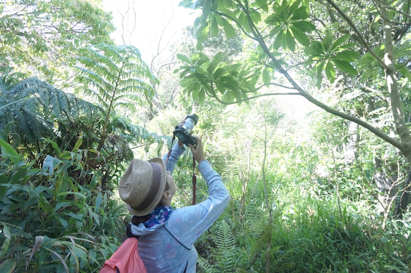 原生林から差し込む光はとても神秘的。ほかの参加者の方に合わせて歩かなくてはいけないので、山本さんは短い時間で素早く撮影していました。