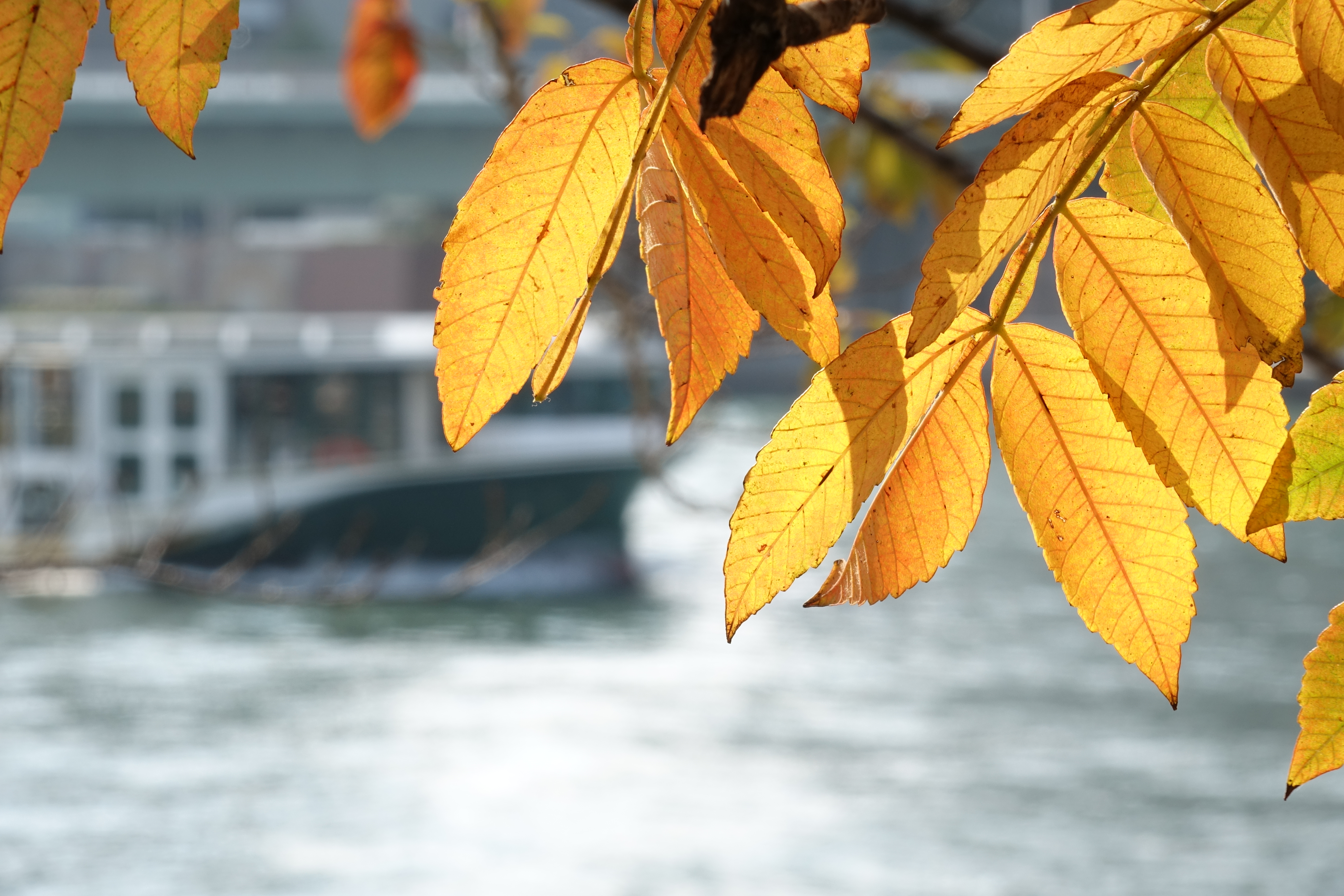 DSC-RX10 / 5,472×3,648 / ISO125 / F9 / 1/80秒 / 73.3mm（200mm相当）