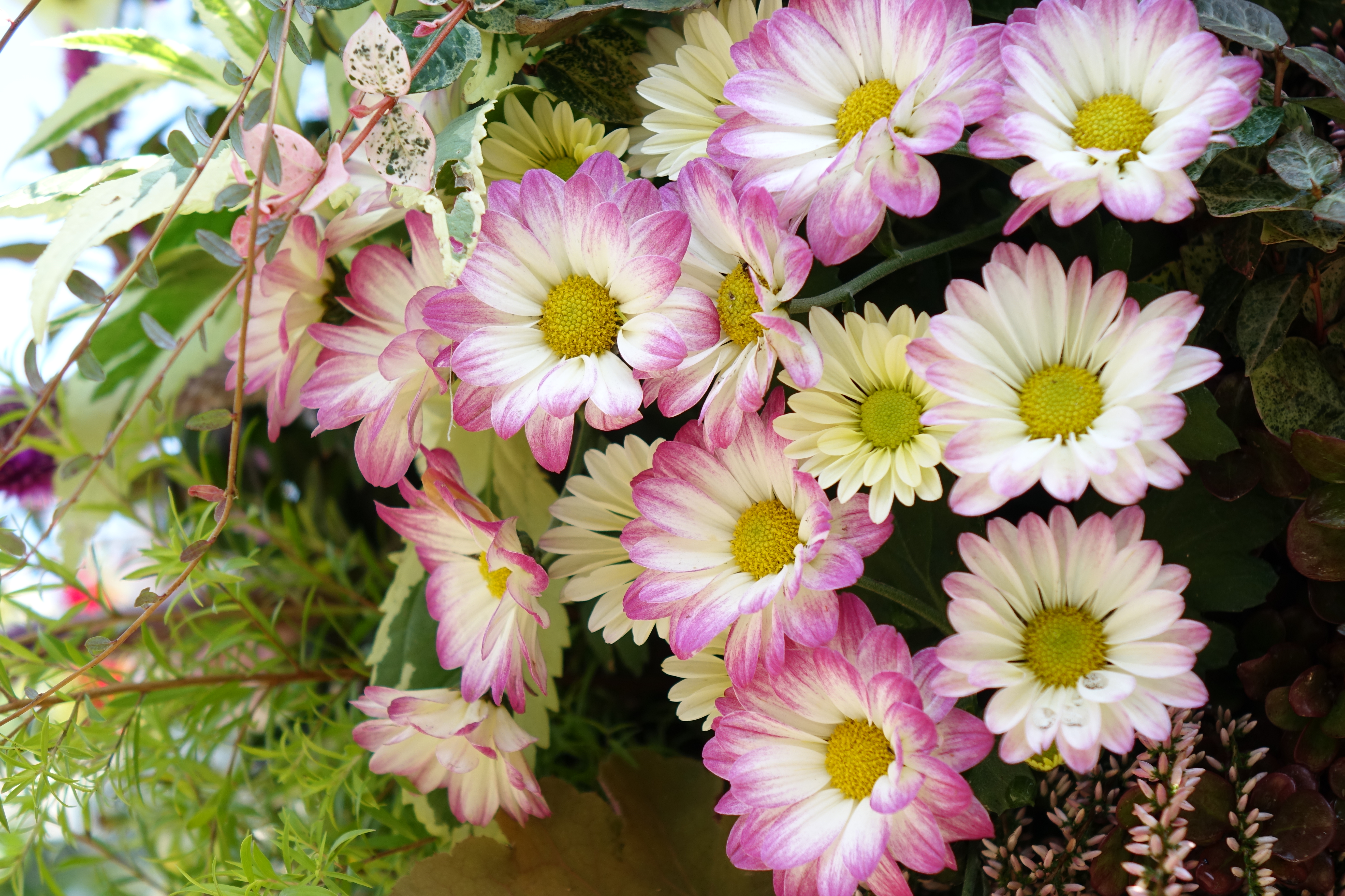 DSC-RX10 / 5,472×3,648 / ISO125 / F2.8 / 1/200秒 / 30.8mm（84mm相当）