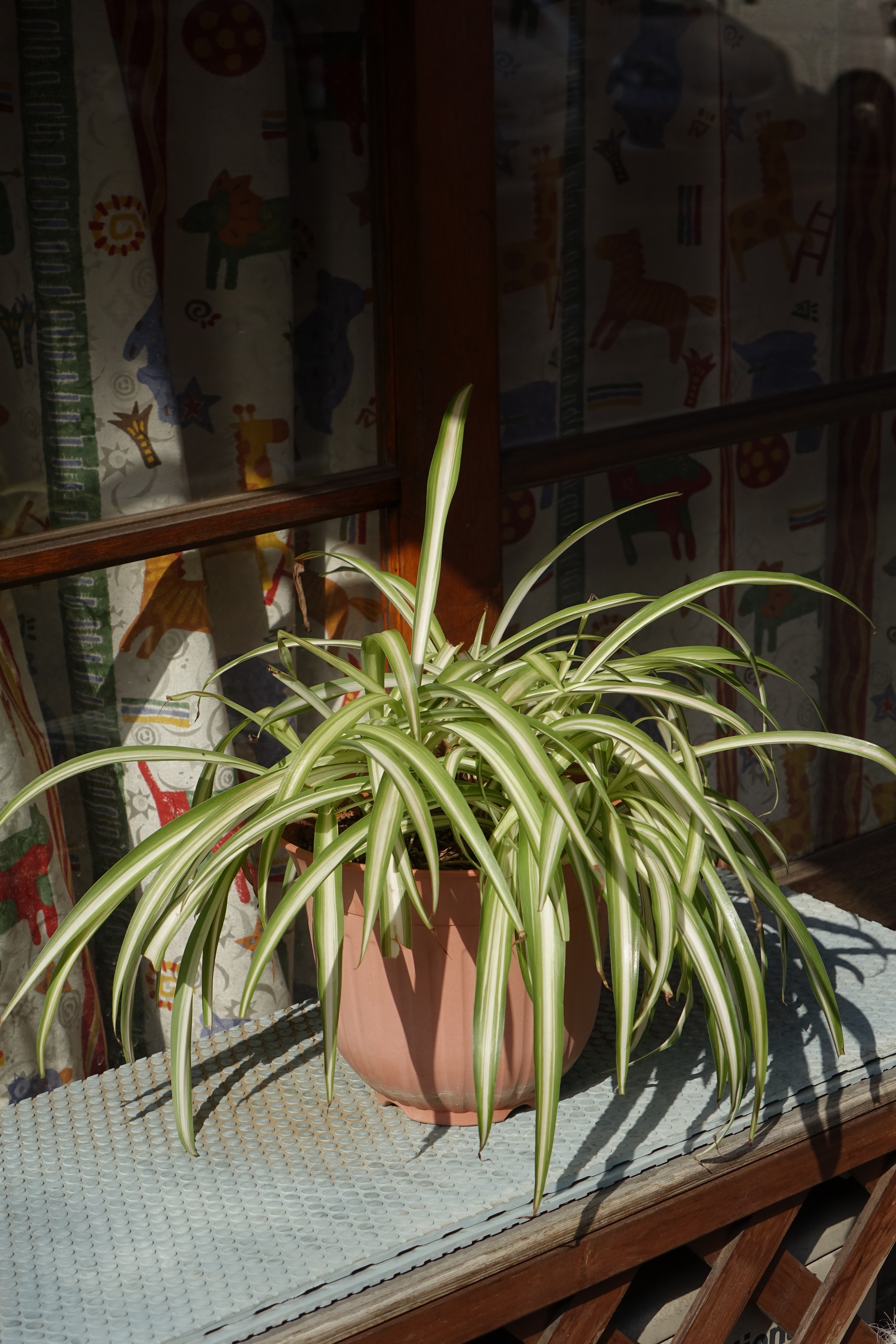 DSC-RX10 / 3,648×5,472 / ISO125 / F4 / 1/1,250秒 / 25.7mm（70mm相当）