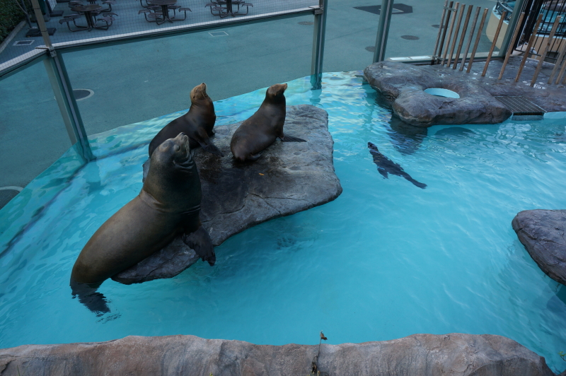 アシカのプールを見下ろす場所から撮影。狭いプール内を泳ぎ回り&amp;動き回るアシカたちは、見ているぶんには楽しいが、超望遠域でアップに撮ろうとすると、構図決定やピント合わせに四苦八苦する。