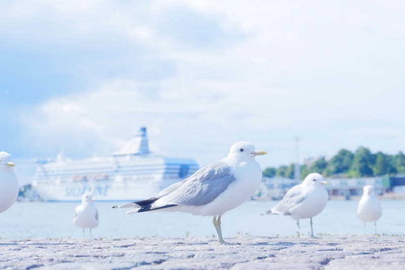 フィルムシュミレーションはいつもASTIA（アスティア）に設定しています。液晶モニターが回転するので、地面スレスレにカメラを持ち、上から液晶を覗いて撮りました。