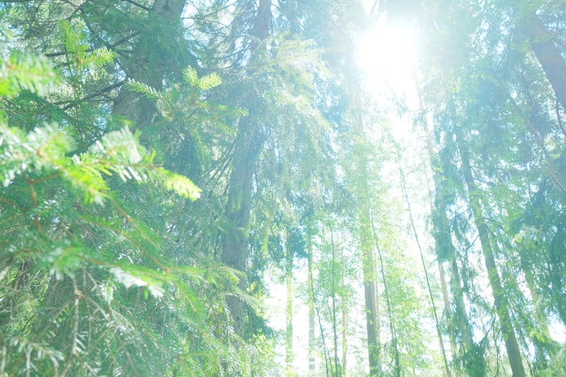 ヌクーシオ国立公園の森の中。とても静かでした。静寂という言葉が合います。聞こえてくるのは、さらさらと揺れる葉の音と、時々聞こえる撮りの声だけ。