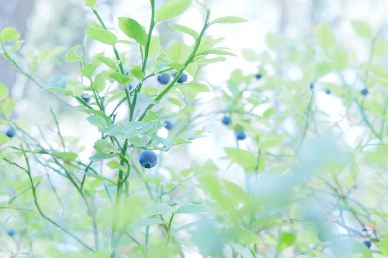 野生のブルーベリーがいっぱい。しかもぎゅうぎゅうと！