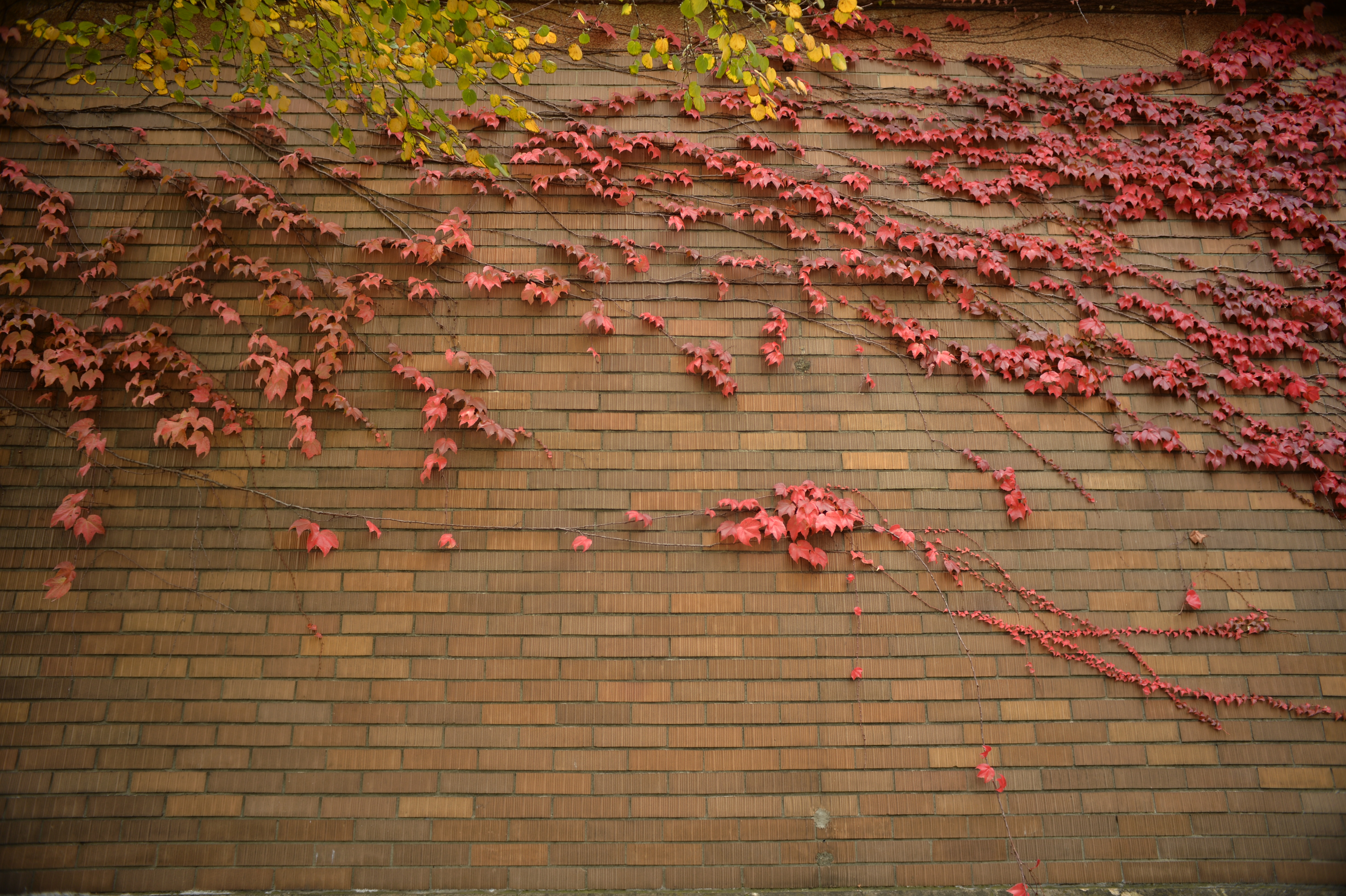 Df / NIKKOR-H AUTO 2.8cm F3.5 / ISO100 / F3.5 / 1/100秒