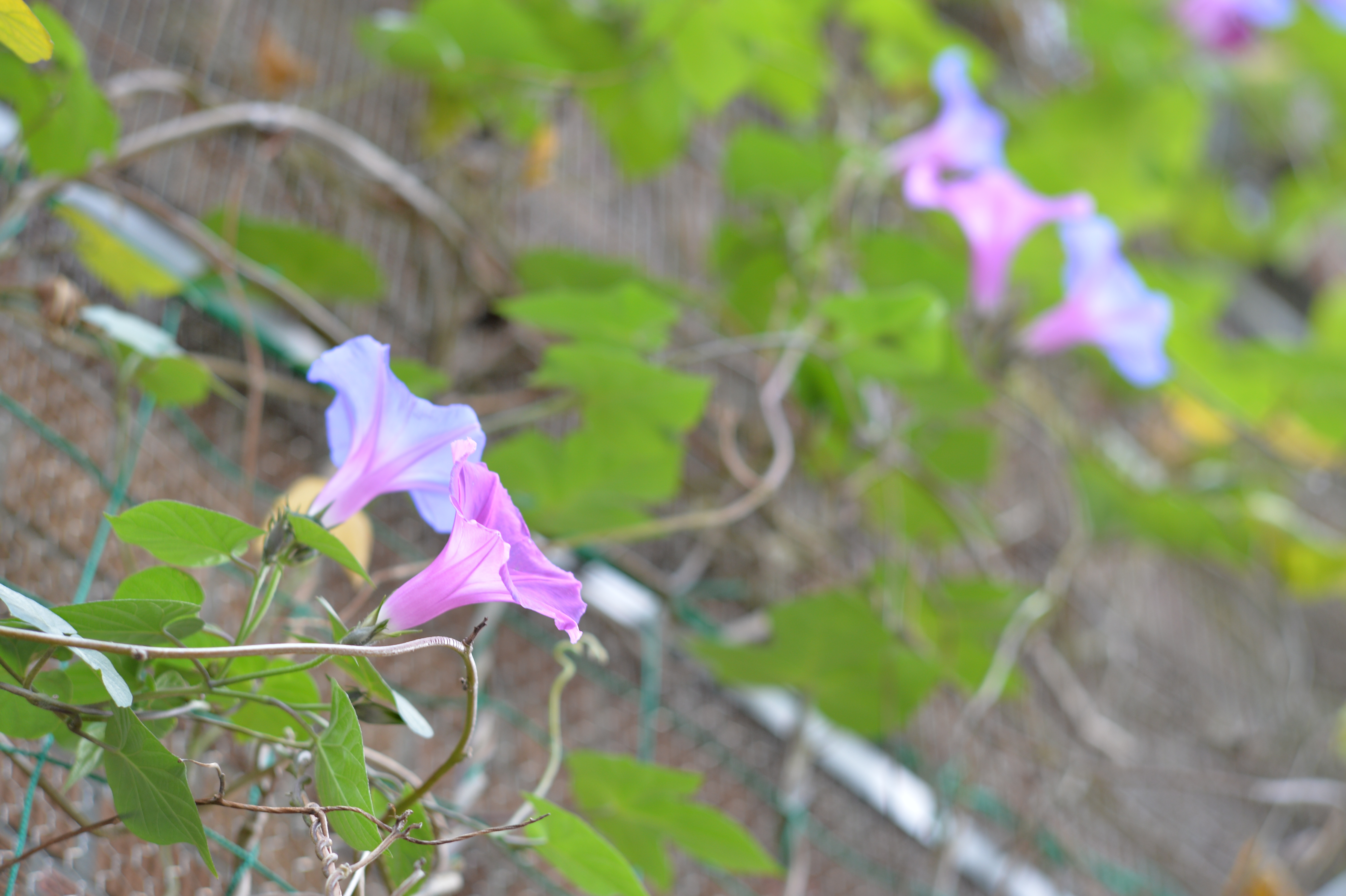 Df / NIKKOR-P AUTO 10.5cm F2.5 / ISO400 / F4 / 1/50秒