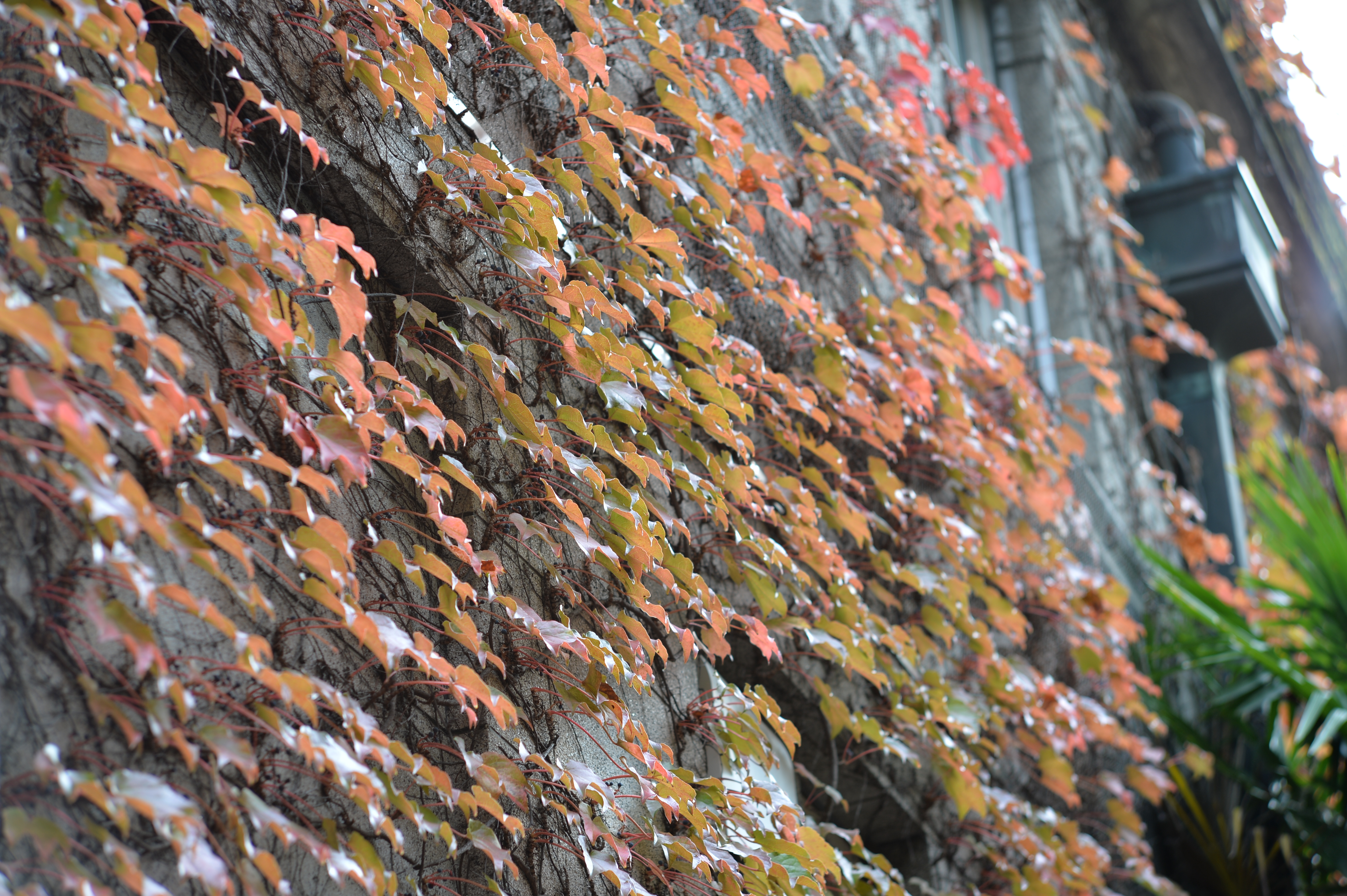 Df / NIKKOR-P AUTO 10.5cm F2.5 / ISO100 / F4 / 1/100秒