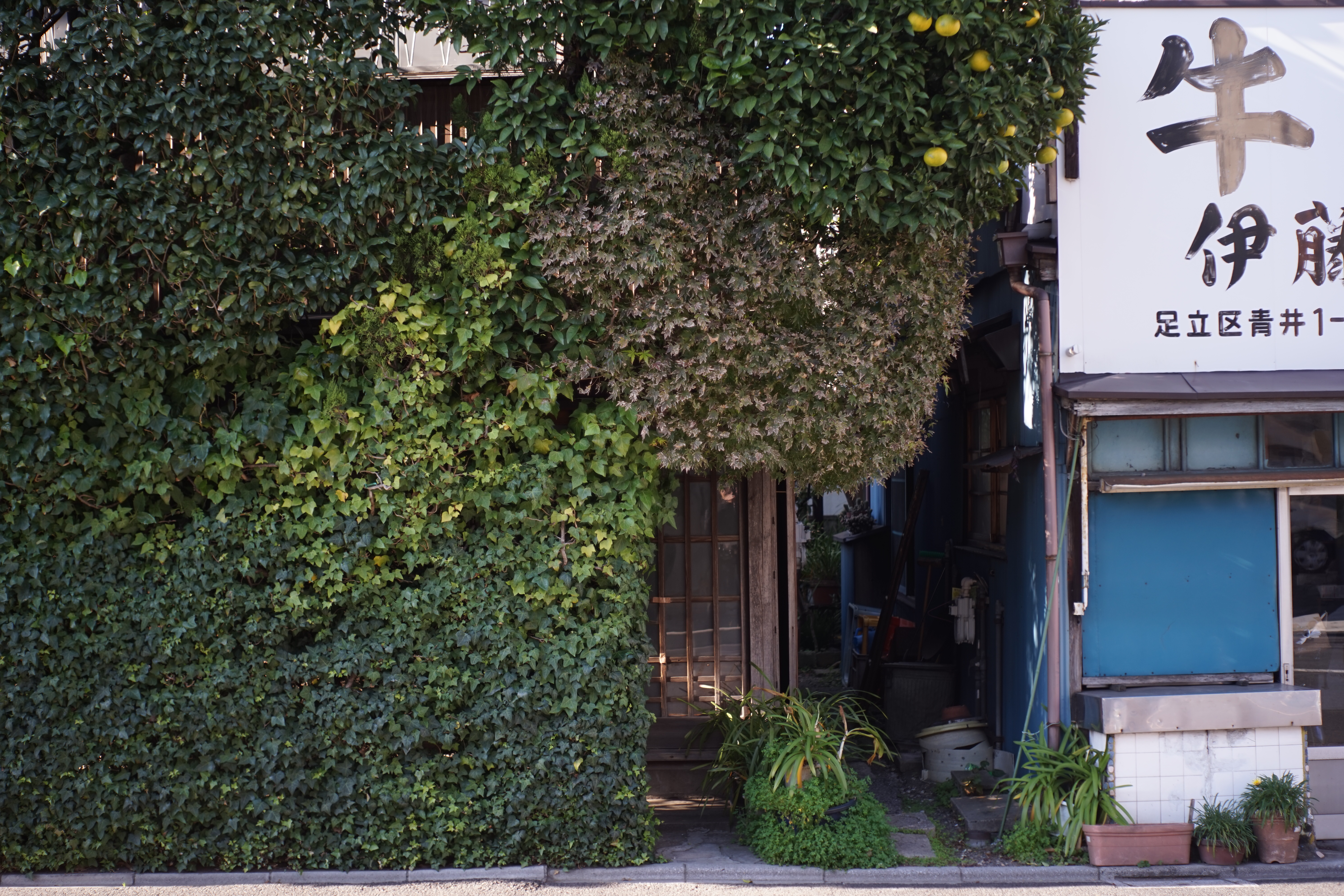 α7 / Tessar 50mm F2.8 / 6,000×4,000 / 1/160秒 / F2.8 / -0.7EV / ISO100 / WB:オート / 50mm