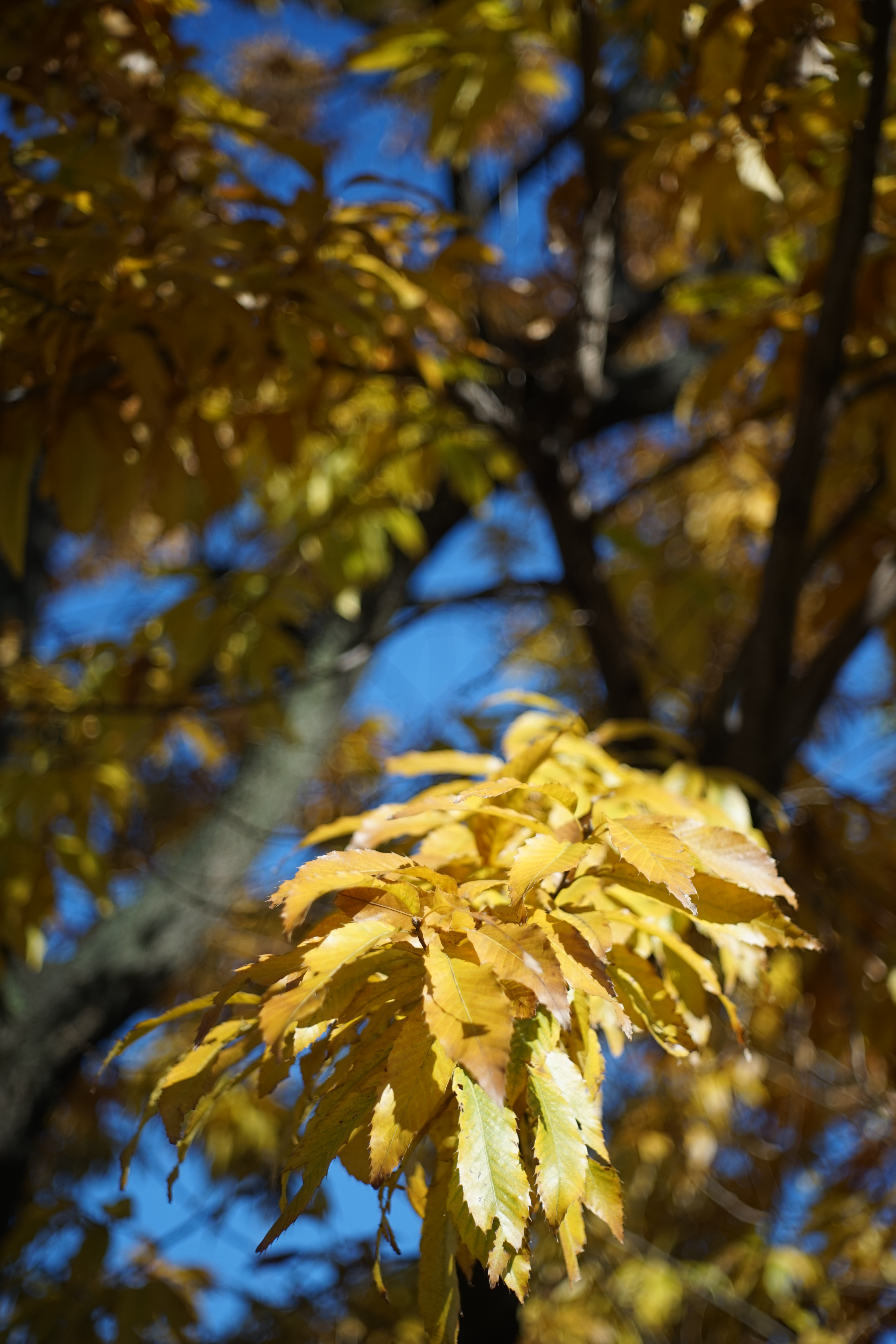 α7 / Tessar 50mm F2.8 / 6,000×4,000 / 1/1,250秒 / F2.8 / 0EV / ISO100 / WB:オート / 50mm