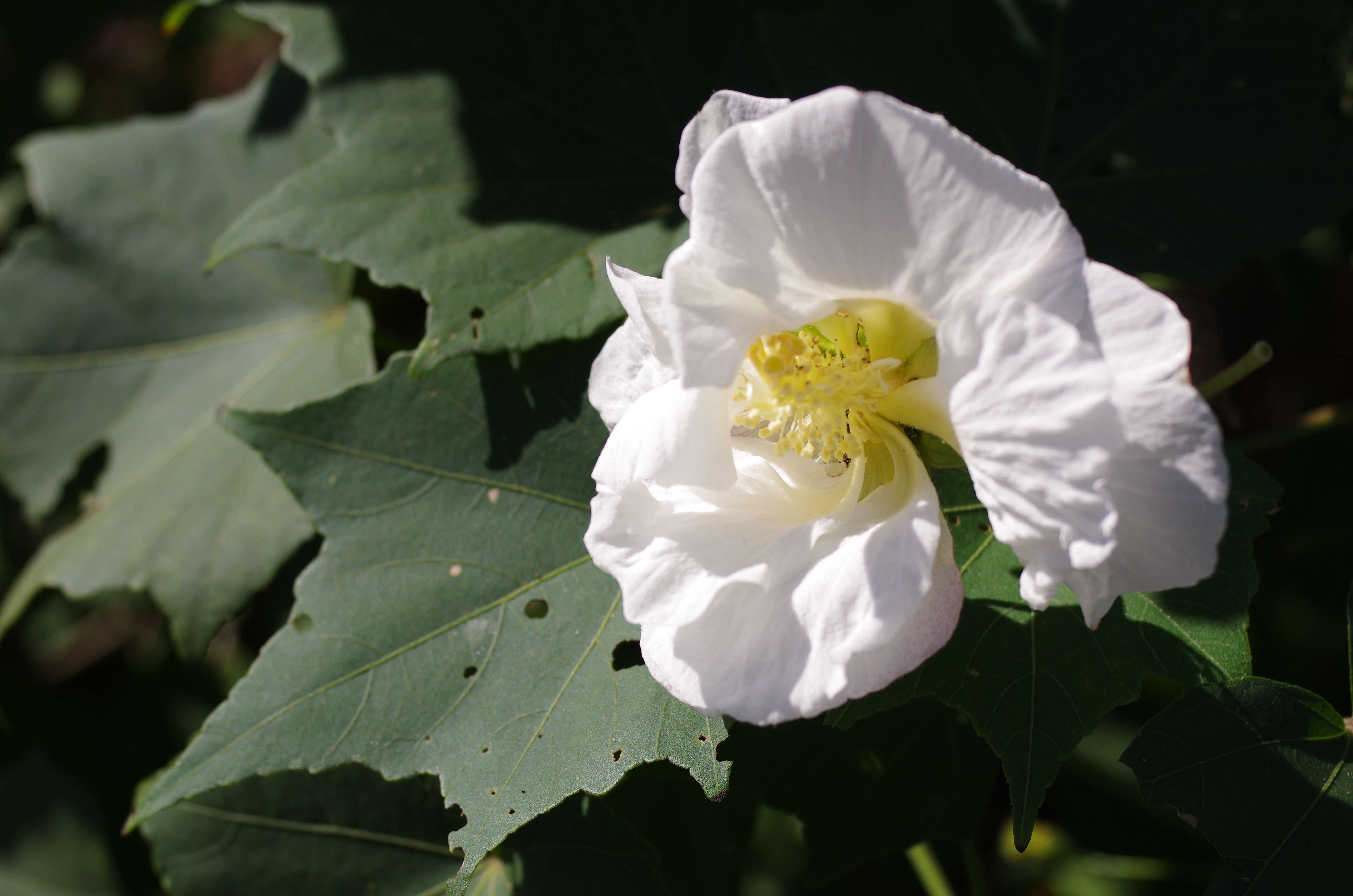 K-5 IIs / 1/3,200秒 / F4.5 / 0EV / ISO320 / シャッター&amp;絞り優先 / WB：オート / 40mm