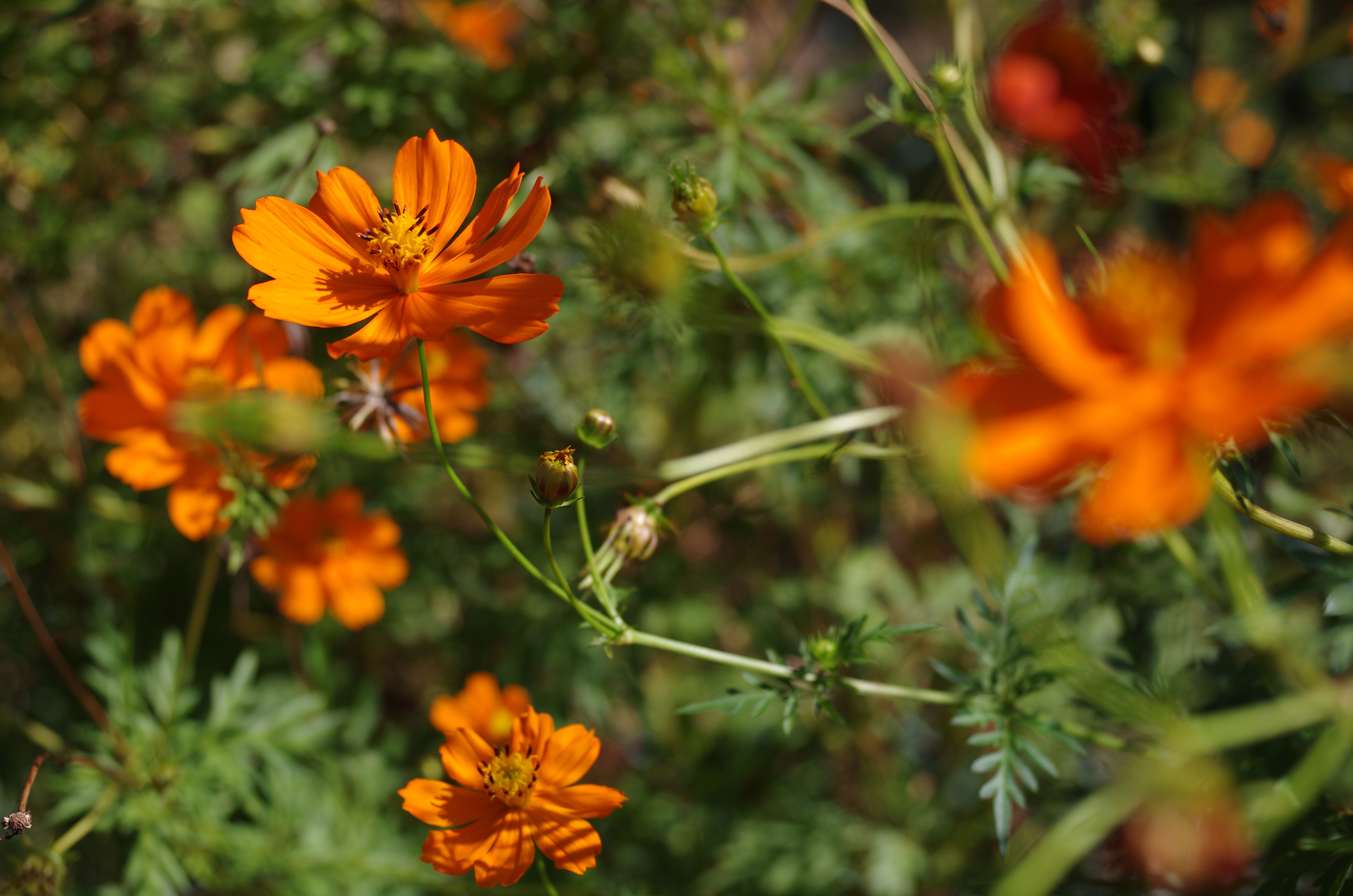 K-5 IIs / 1/1,600秒 / F4 / -1EV / ISO200 / シャッター&amp;絞り優先 / WB：オート / 40mm