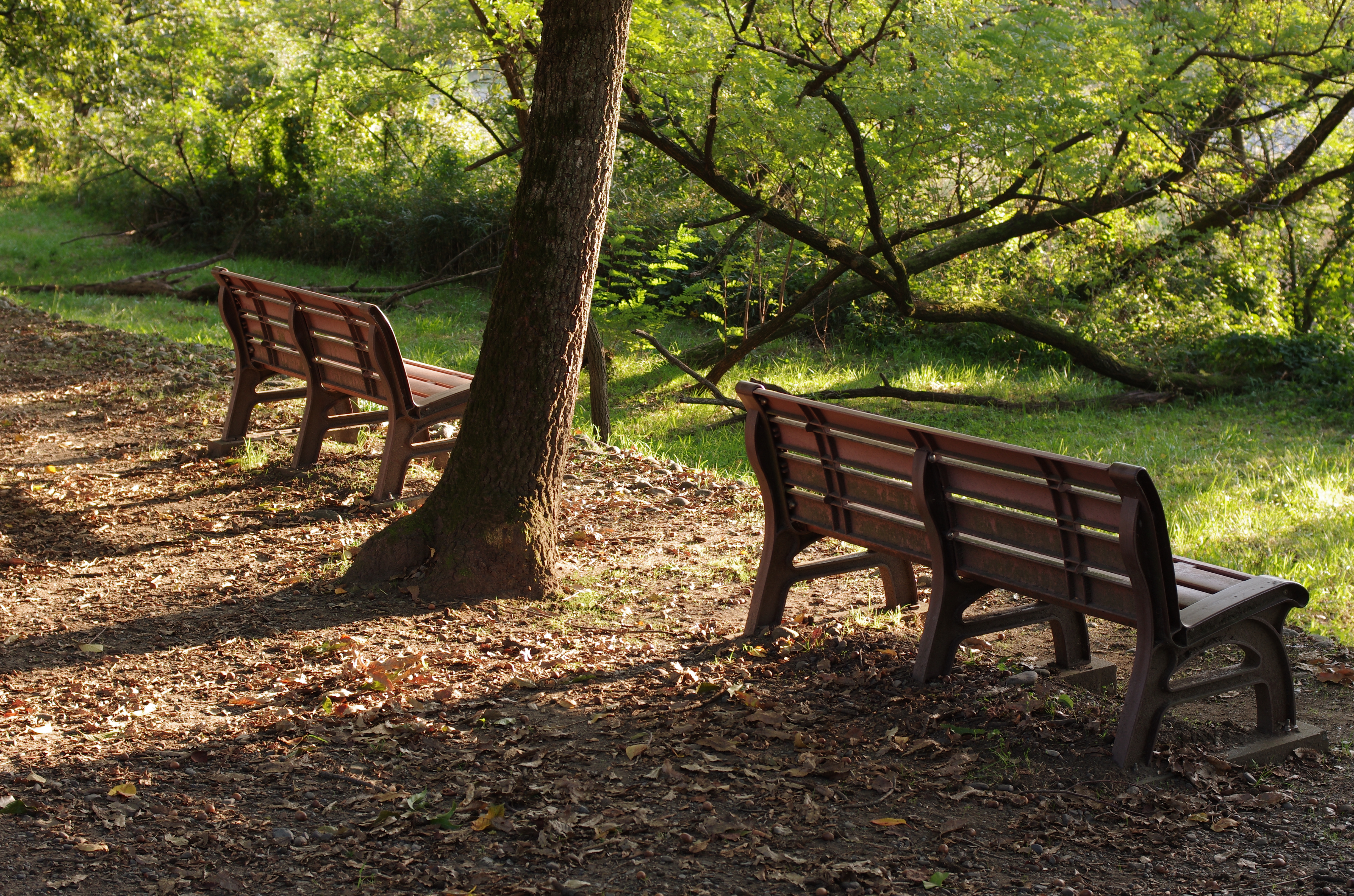 K-5 IIs / 1/80秒 / F5 / 0EV / ISO200 / 絞り優先AE / WB：CTE / 40mm