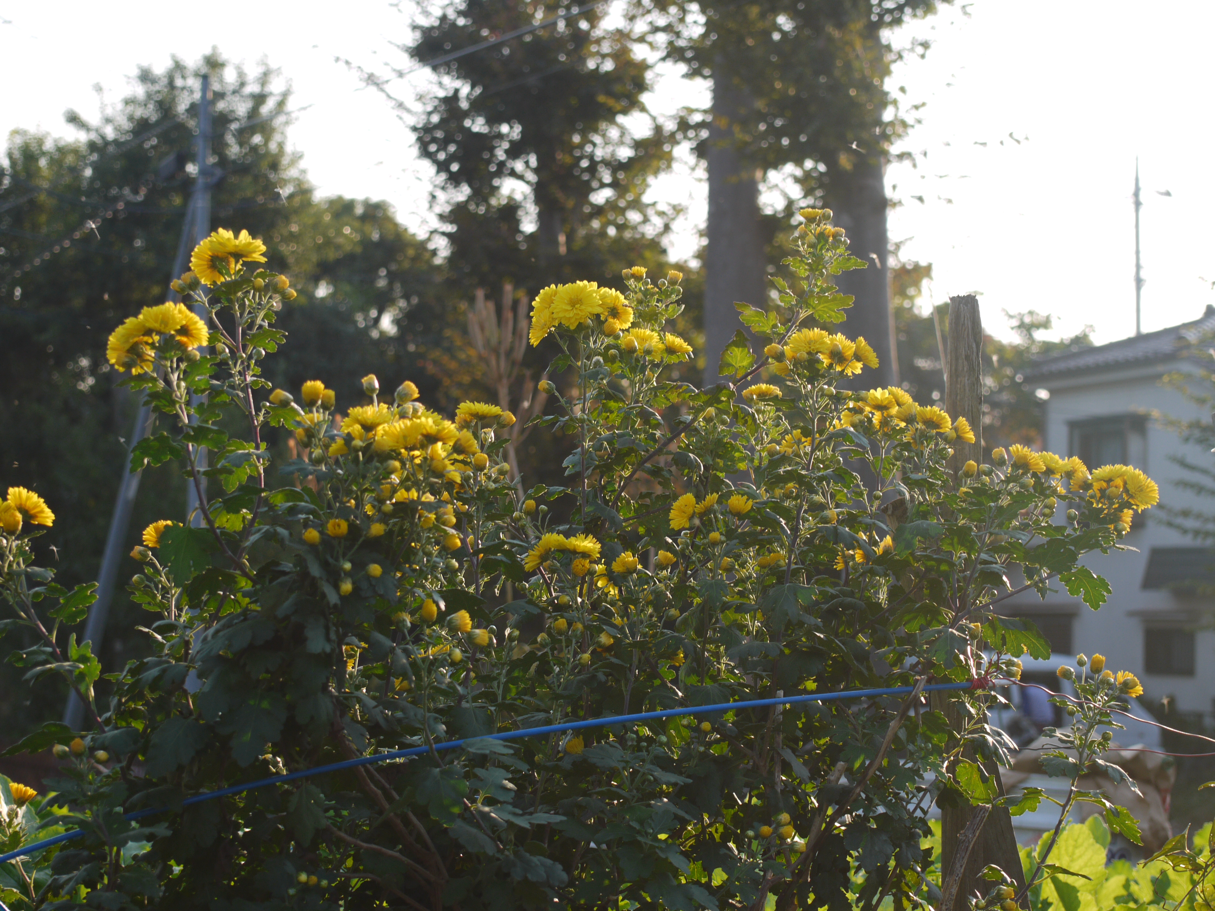 DMC-G1 / M.ZUIKO DIGITAL 14-42mm F3.5-5.6 II R / 4,000×3,000 / ISO100 / F5.6 / 1/160秒 / 42mm（84mm相当）