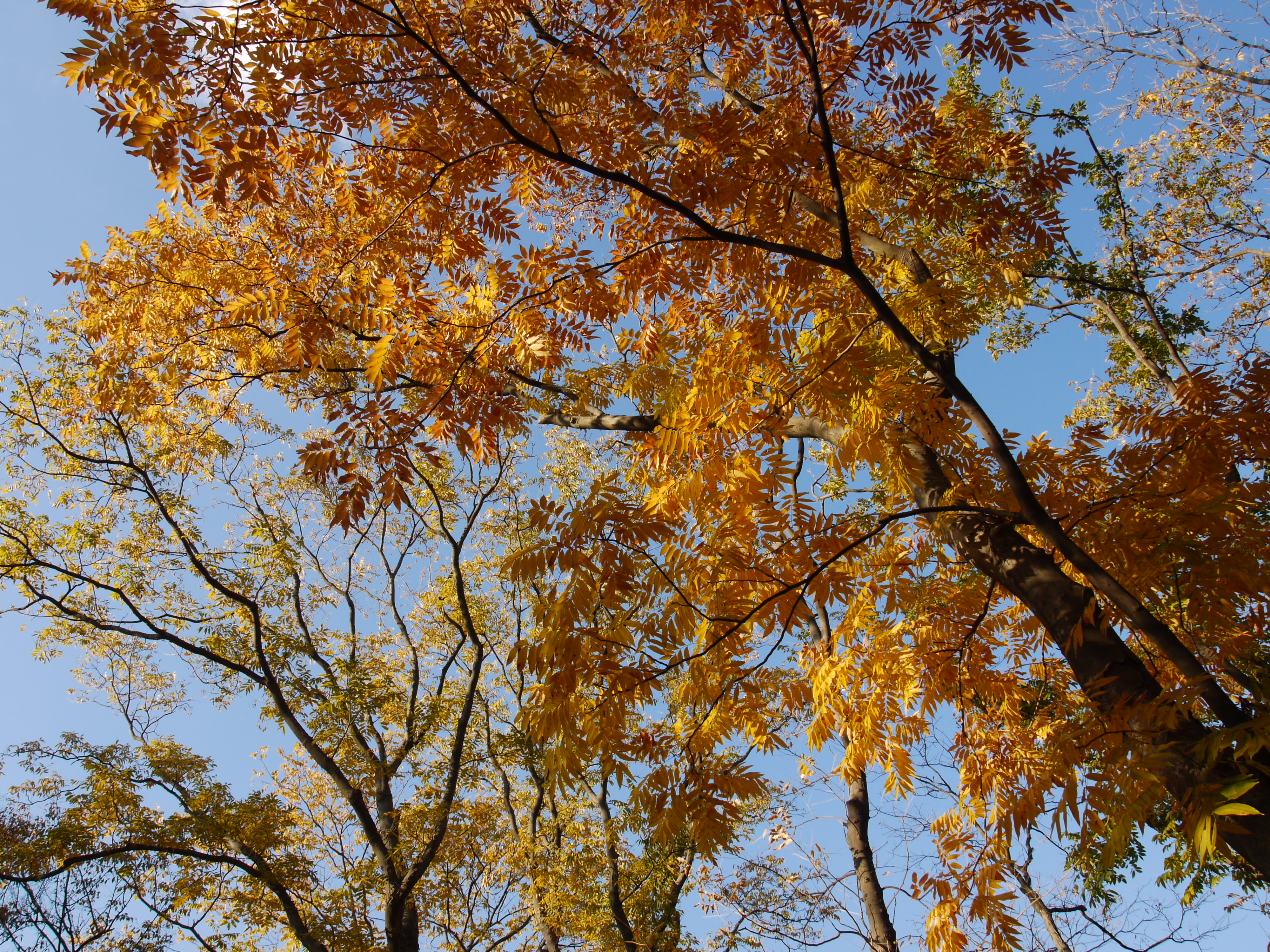 DMC-G1 / M.ZUIKO DIGITAL 14-42mm F3.5-5.6 II R / 4,000×3,000 / ISO100 / F8 / 1/100秒 / 14mm（28mm相当）