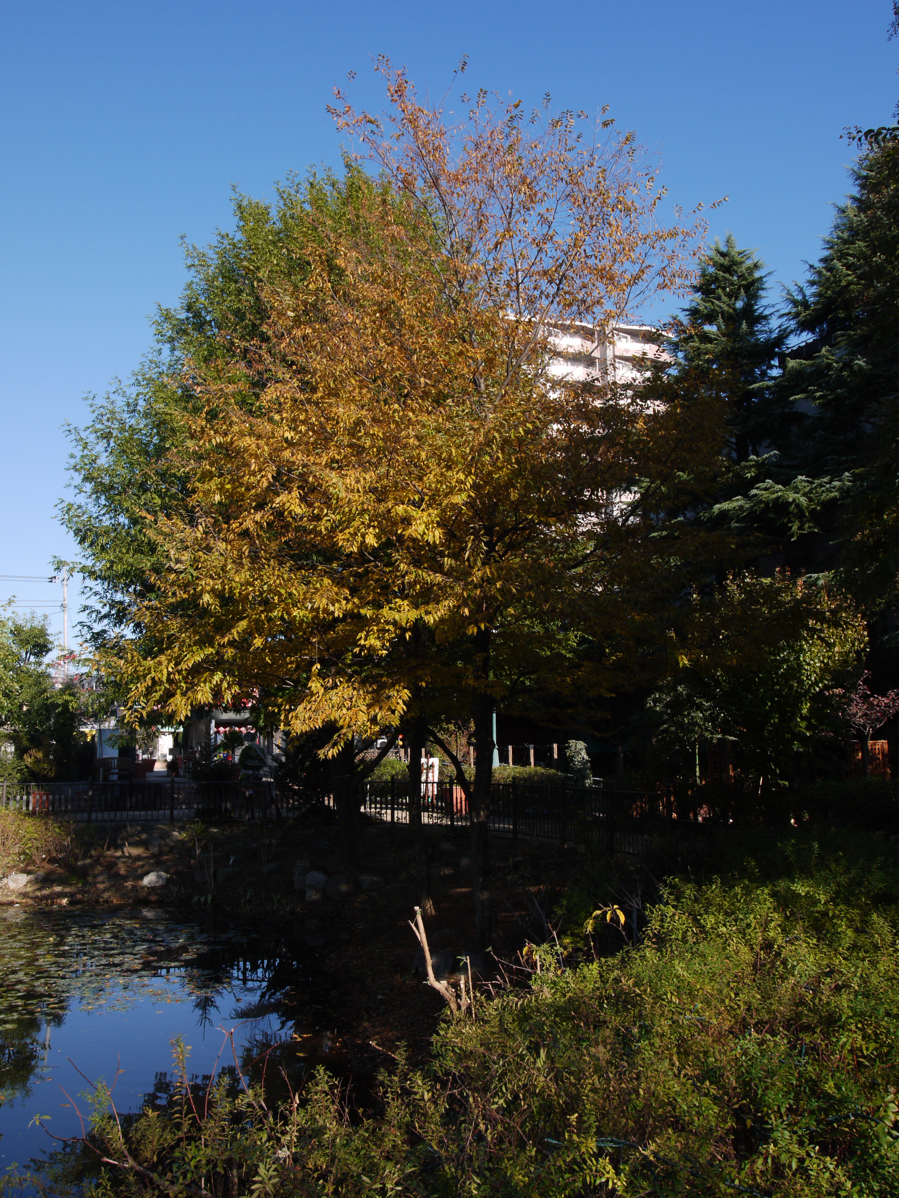 DMC-G1 / M.ZUIKO DIGITAL 14-42mm F3.5-5.6 II R / 3,000×4,000 / ISO100 / F8 / 1/200秒 / 14mm（28mm相当）