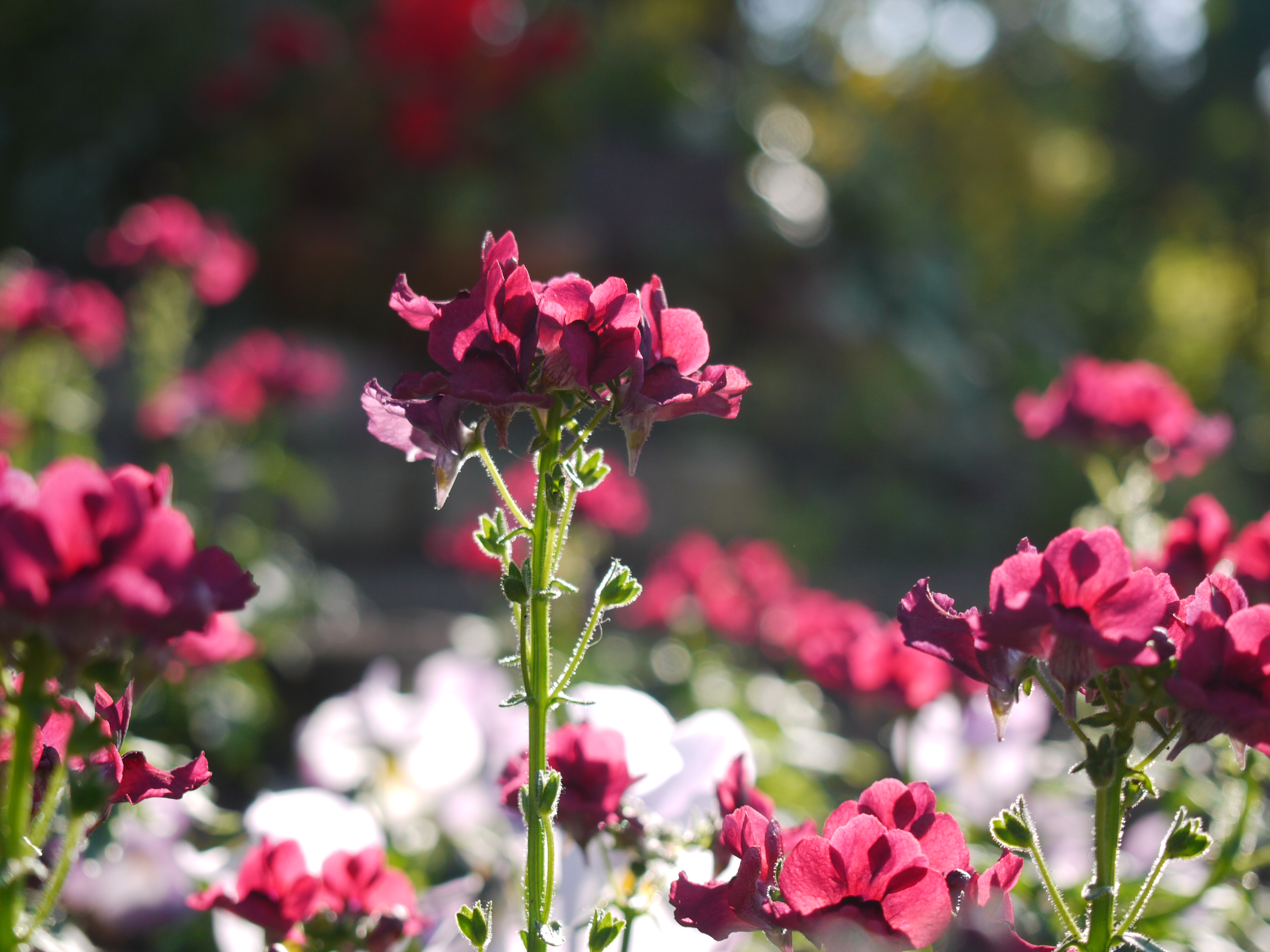 DMC-G1 / M.ZUIKO DIGITAL 14-42mm F3.5-5.6 II R / 4,000×3,000 / ISO100 / F5.6 / 1/160秒 / 42mm（84mm相当）