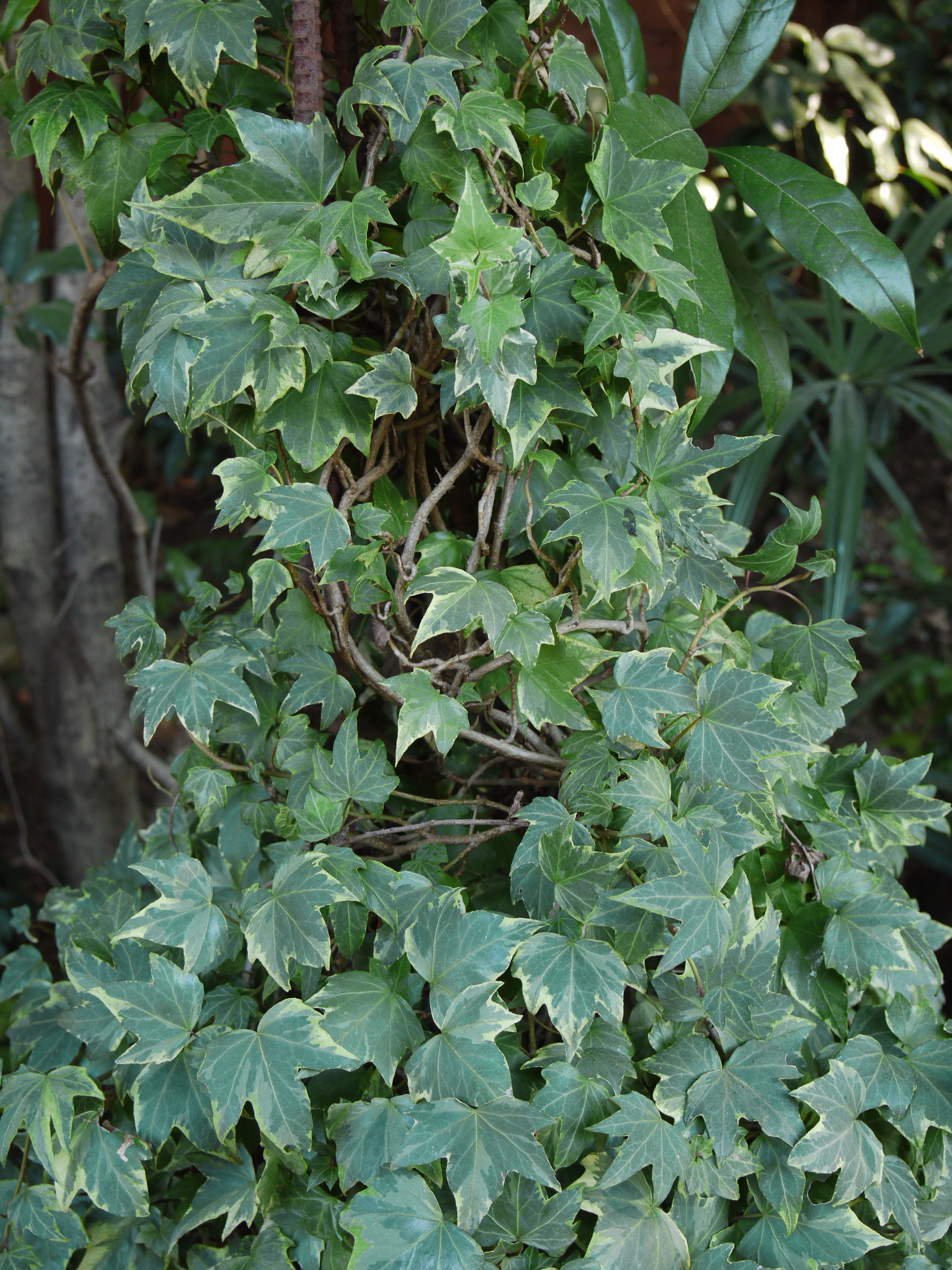 DMC-G1 / M.ZUIKO DIGITAL 14-42mm F3.5-5.6 II R / 3,000×4,000 / ISO250 / F5.6 / 1/30秒 / 23mm（46mm相当）