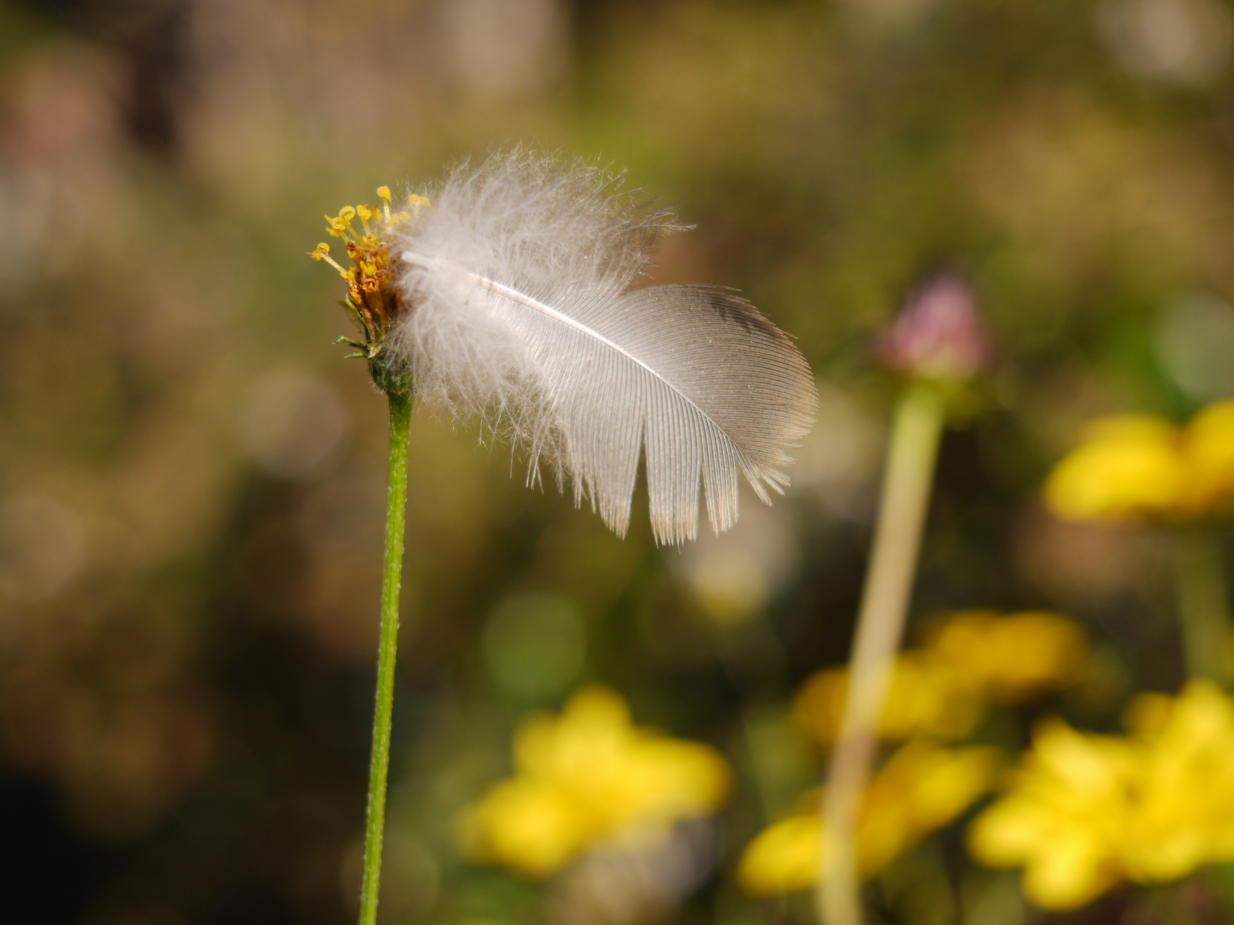 DMC-G1 / M.ZUIKO DIGITAL 14-42mm F3.5-5.6 II R / 4,000×3,000 / ISO100 / F5.6 / 1/320秒 / 42mm（84mm相当）