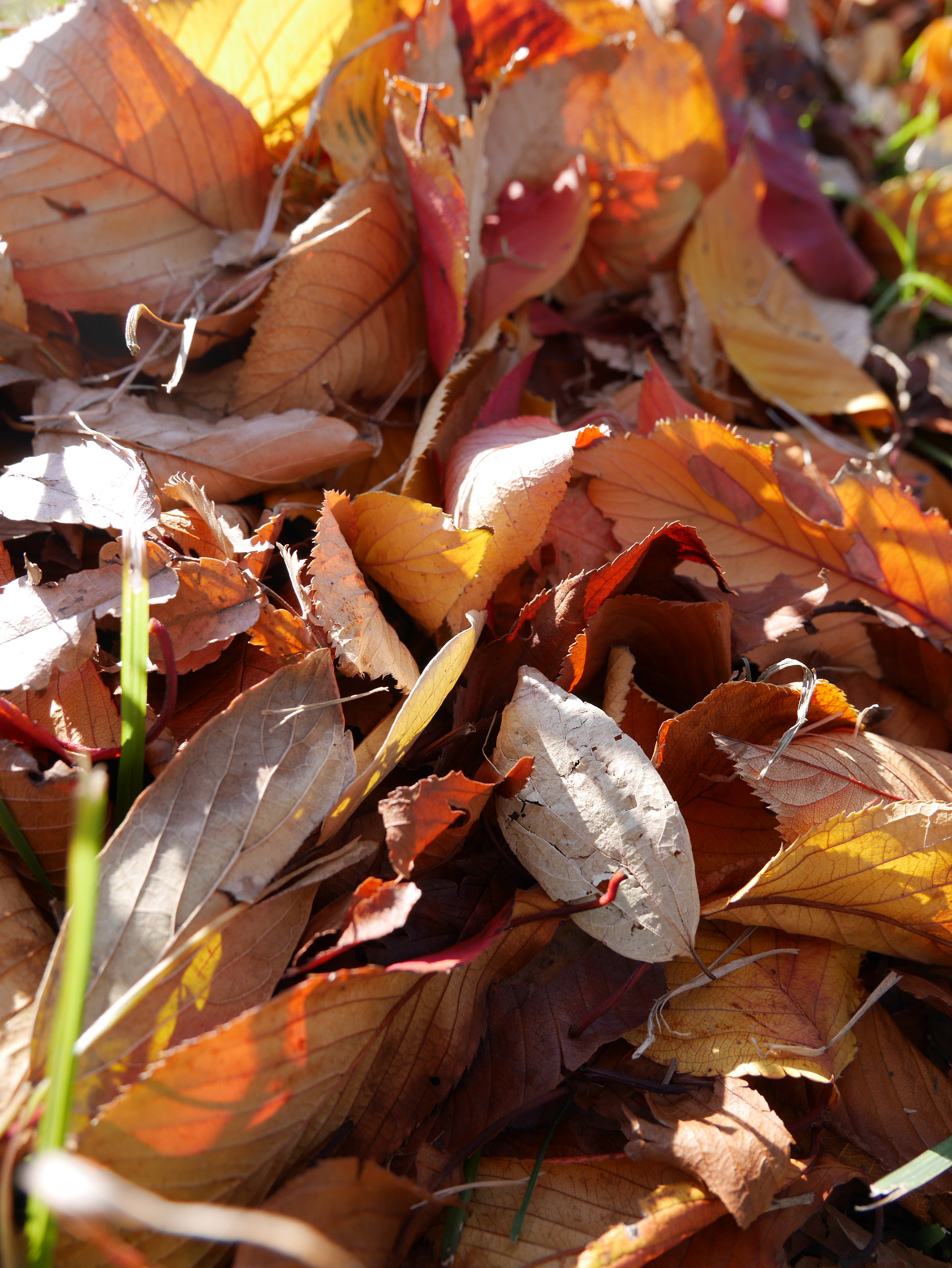 DMC-GM1 / LUMIX G VARIO 12-32mm F3.5-5.6 ASPH. MEGA O.I.S / 3,448×4,592 / ISO200 / F4.5 / 1/200秒 / 12mm（24mm相当）