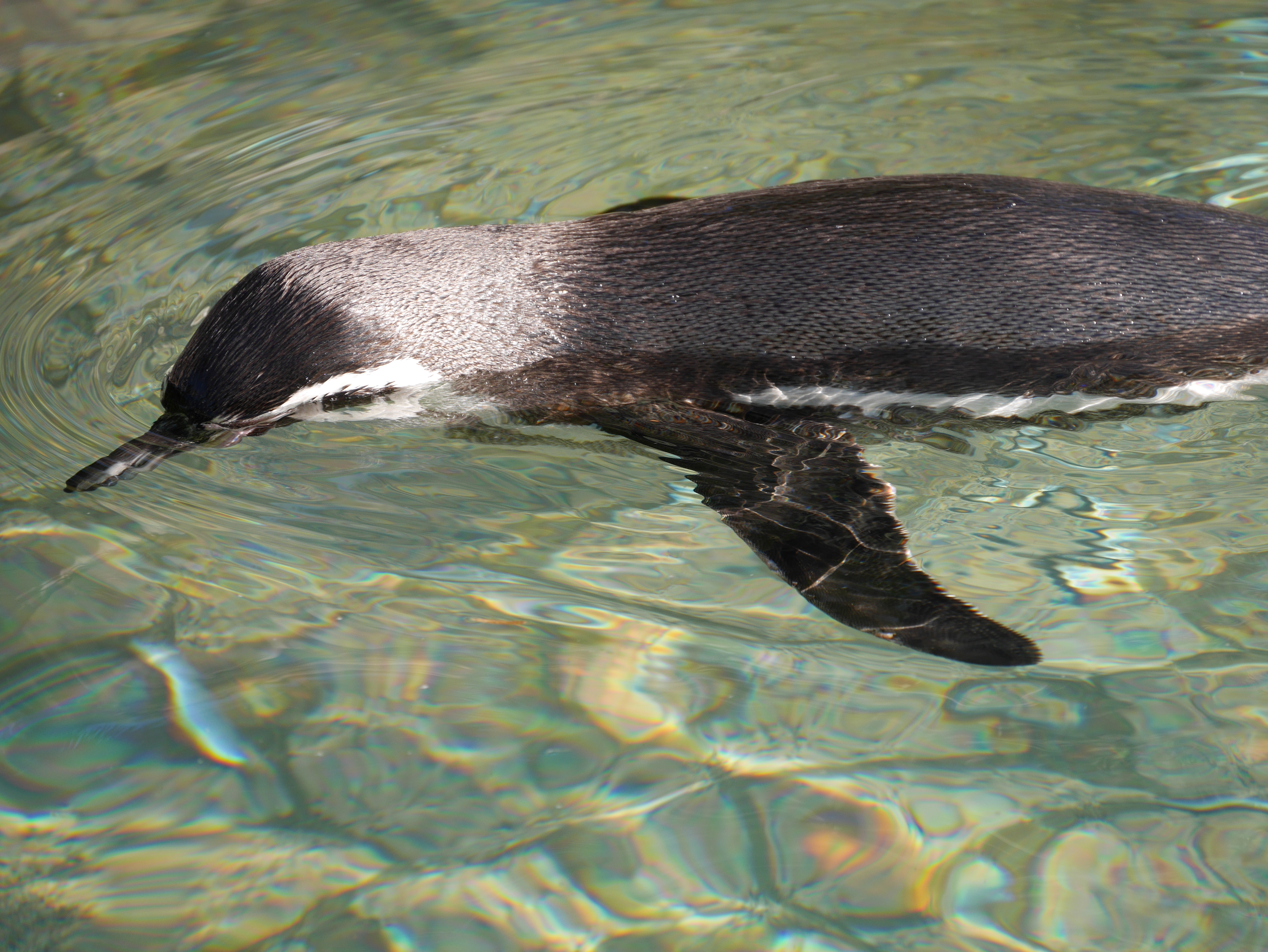 DMC-GM1 / LUMIX G VARIO 14-140mm F3.5-5.6 ASPH. POWER O.I.S. / 4,592×3,448 / ISO200 / F5.6 / 1/320秒 / 140mm（280mm相当）