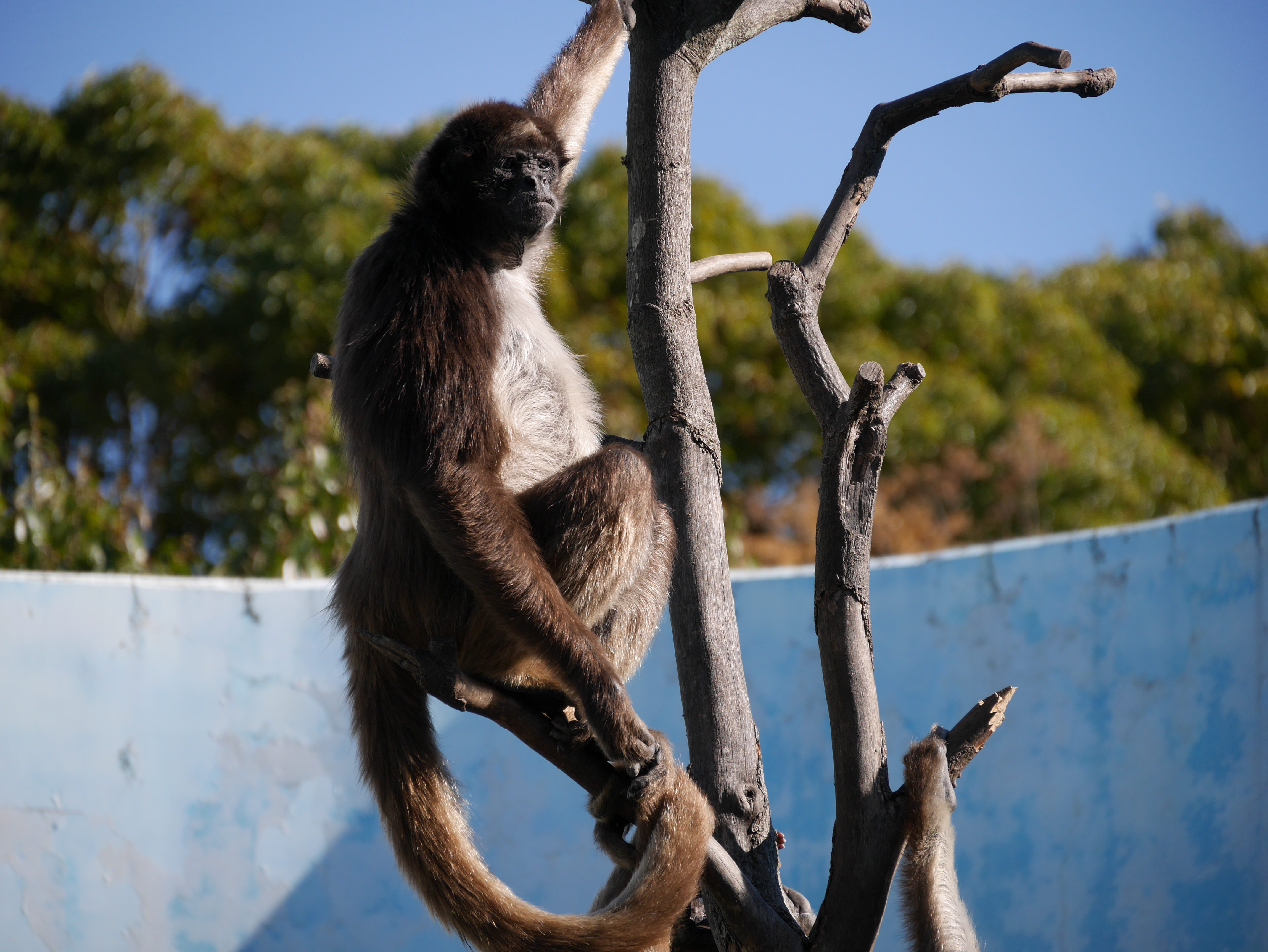 DMC-GM1 / LUMIX G VARIO 14-140mm F3.5-5.6 ASPH. POWER O.I.S. / 4,592×3,448 / ISO200 / F5.6 / 1/640秒 / 140mm（280mm相当）