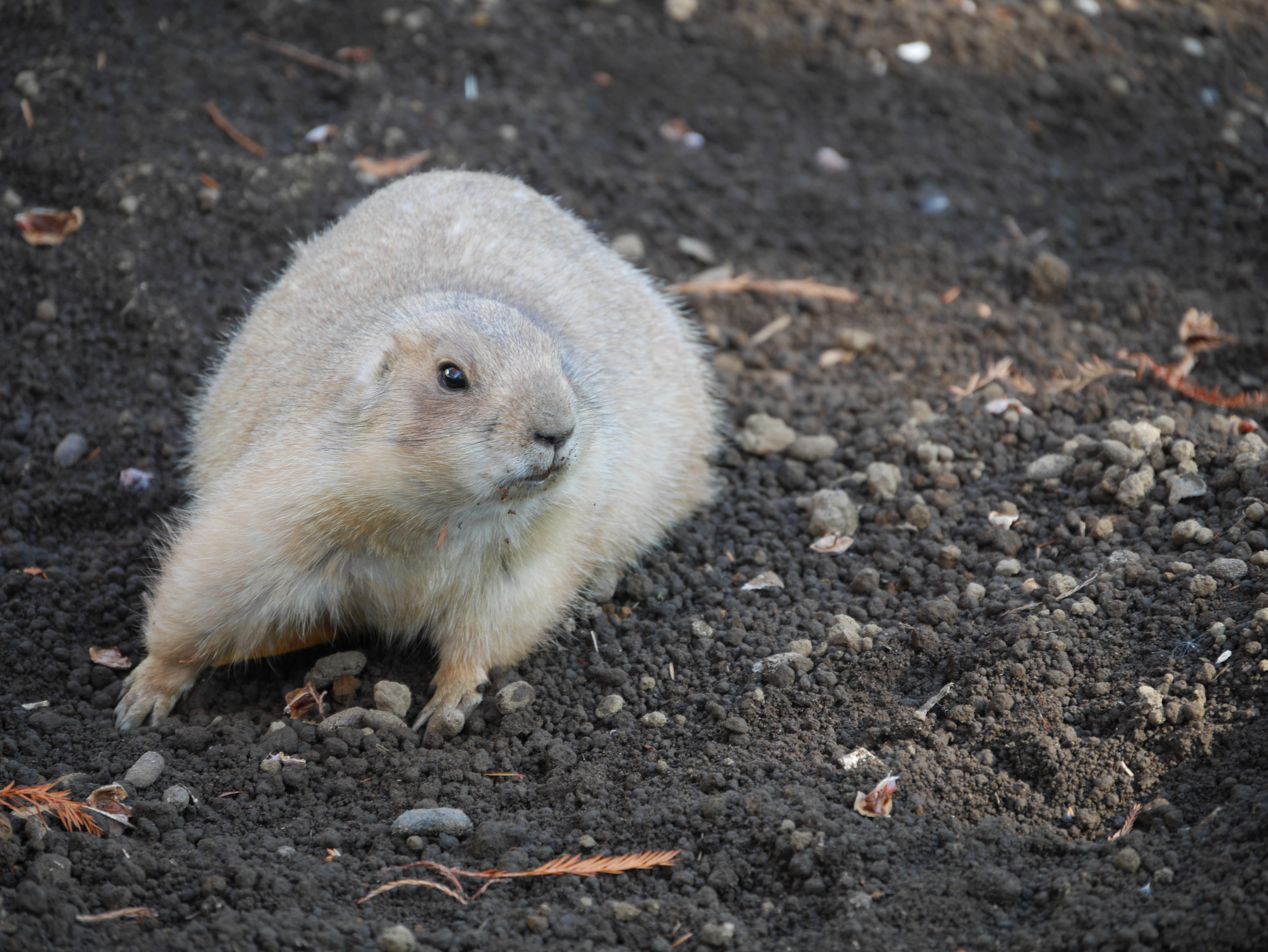 DMC-GM1 / LUMIX G VARIO 14-140mm F3.5-5.6 ASPH. POWER O.I.S. / 4,592×3,448 / ISO200 / F5.6 / 1/50秒 / 140mm（280mm相当）