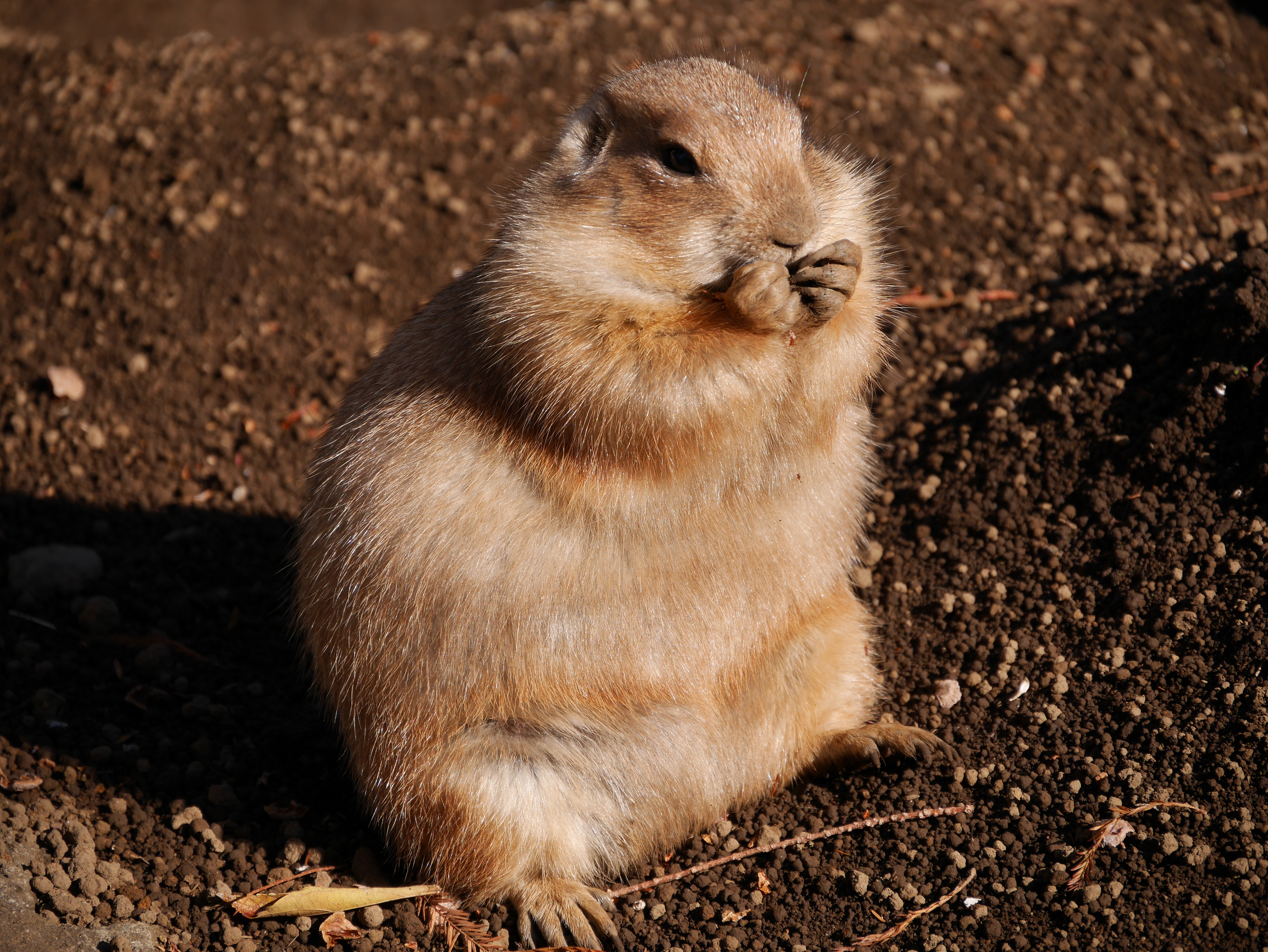 DMC-GM1 / LUMIX G VARIO 14-140mm F3.5-5.6 ASPH. POWER O.I.S. / 4,592×3,448 / ISO200 / F5.6 / 1/640秒 / 140mm（280mm相当）