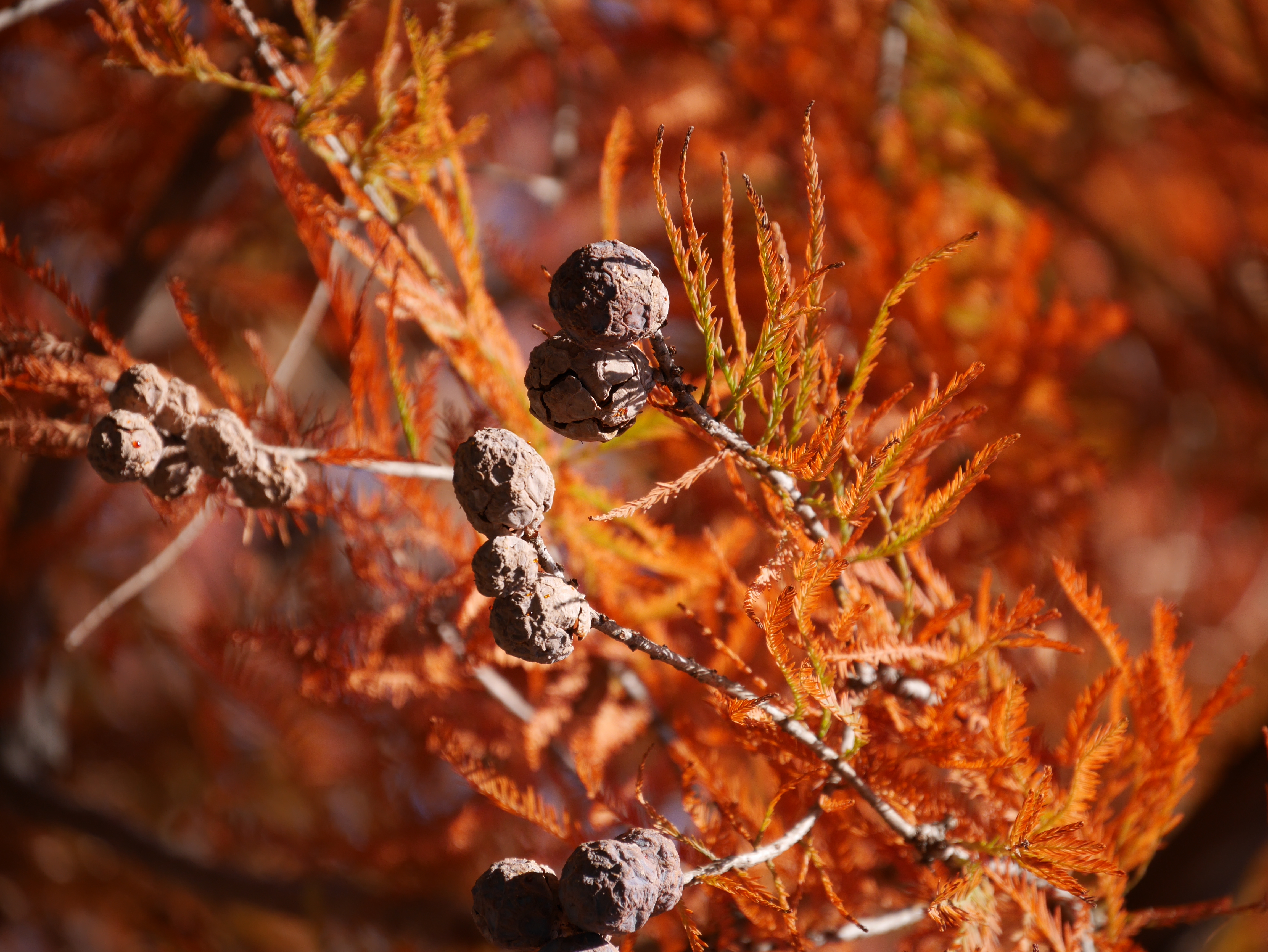 DMC-GM1 / LUMIX G VARIO 14-140mm F3.5-5.6 ASPH. POWER O.I.S. / 4,592×3,448 / ISO200 / F5.6 / 1/400秒 / 140mm（280mm相当）