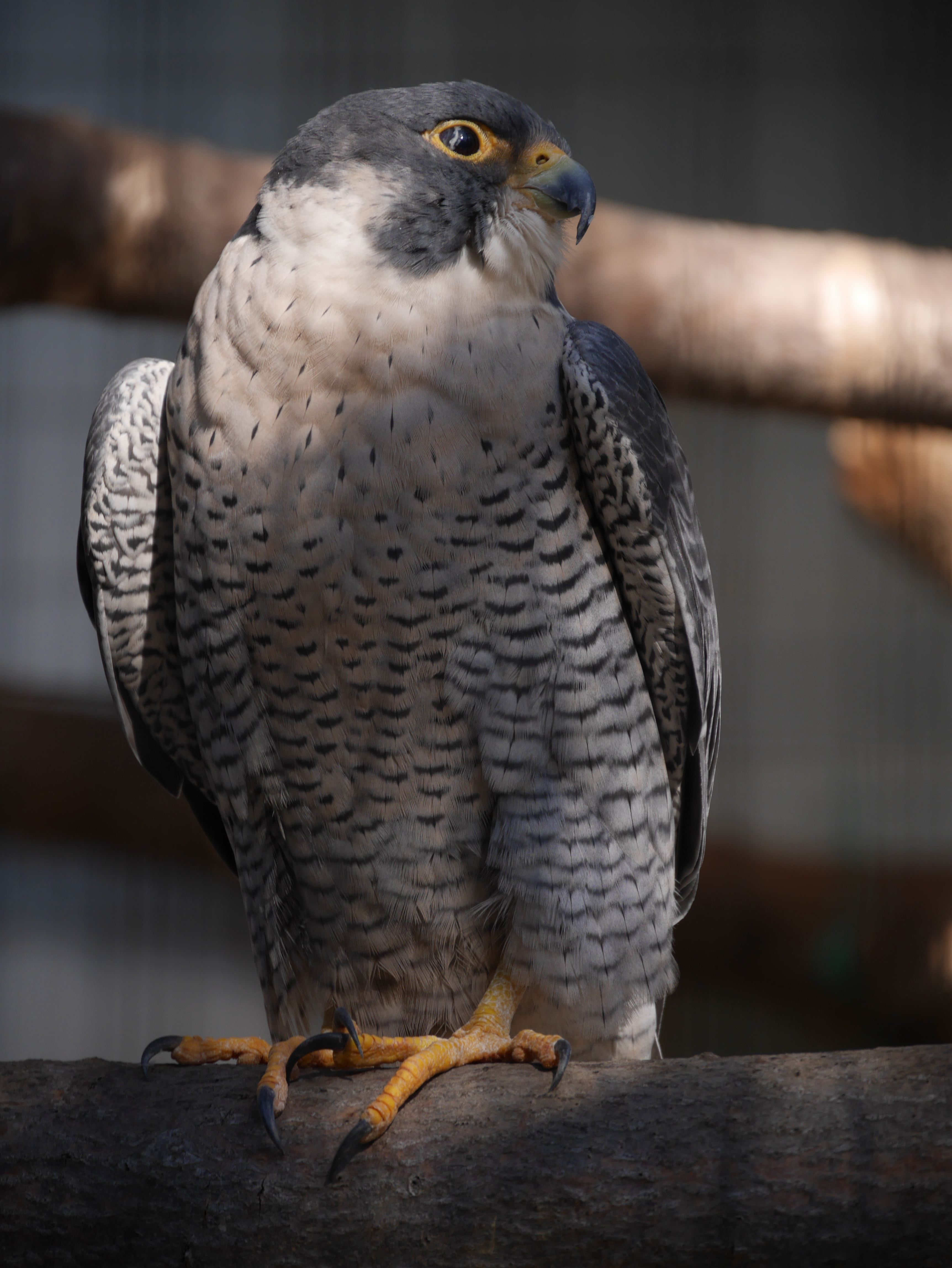 DMC-GM1 / LUMIX G VARIO 14-140mm F3.5-5.6 ASPH. POWER O.I.S. / 3,448×4,592 / ISO200 / F5.6 / 1/250秒 / 140mm（280mm相当）