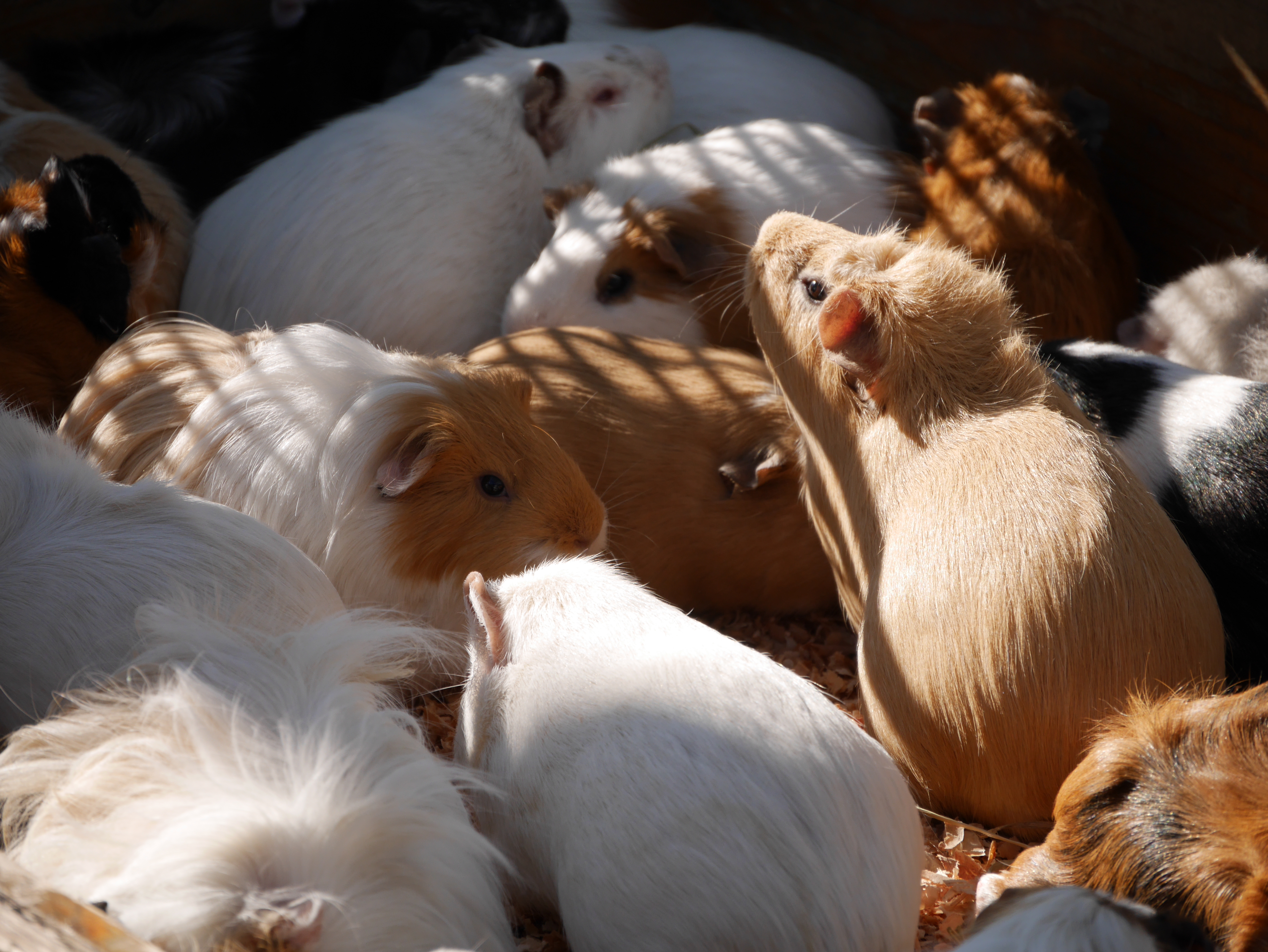 DMC-GM1 / LUMIX G VARIO 14-140mm F3.5-5.6 ASPH. POWER O.I.S. / 4,592×3,448 / ISO200 / F5.6 / 1/500秒 / 140mm（280mm相当）