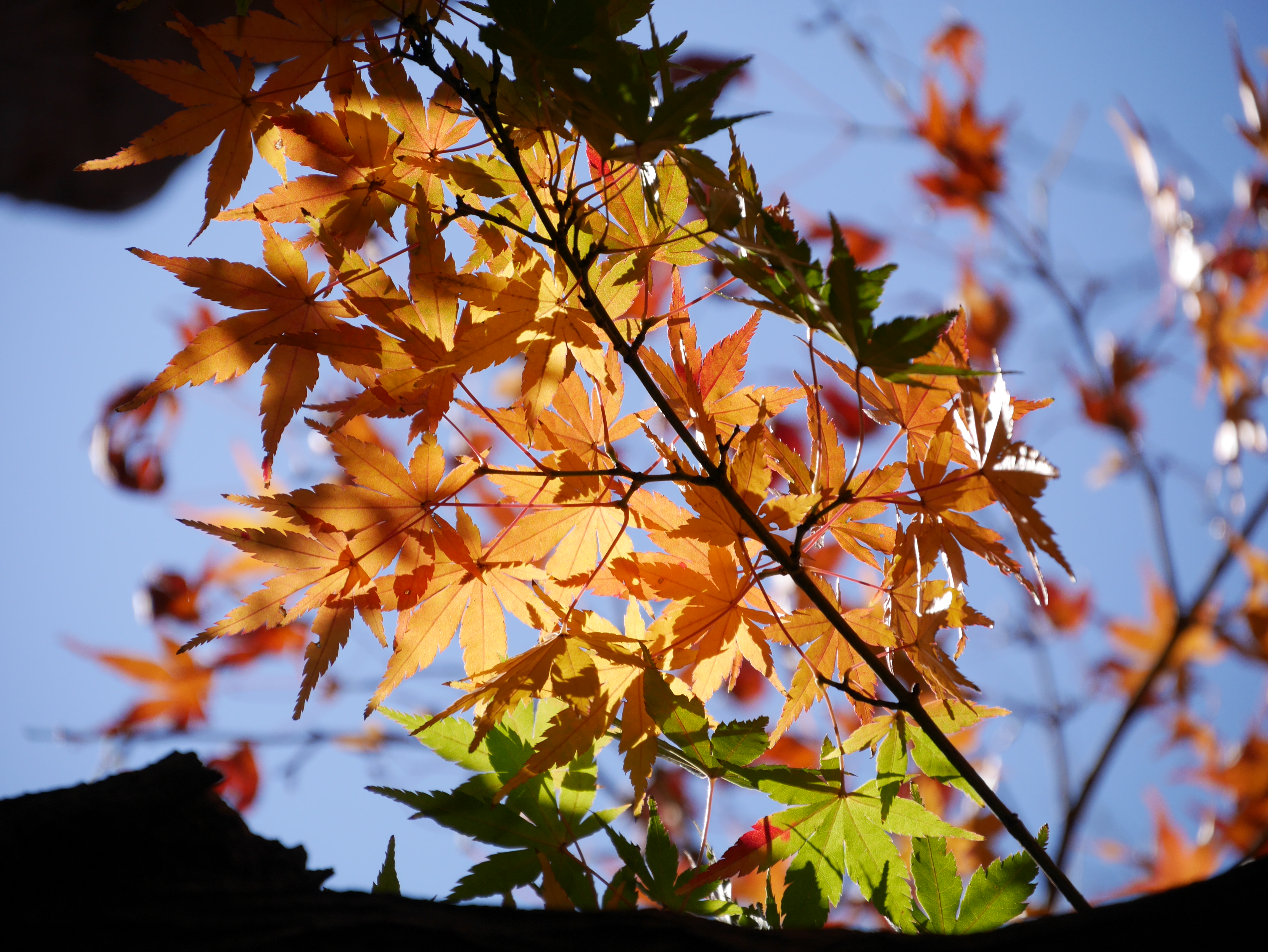 DMC-GM1 / LUMIX G VARIO 14-140mm F3.5-5.6 ASPH. POWER O.I.S. / 4,592×3,448 / ISO200 / F5.6 / 1/640秒 / 140mm（280mm相当）