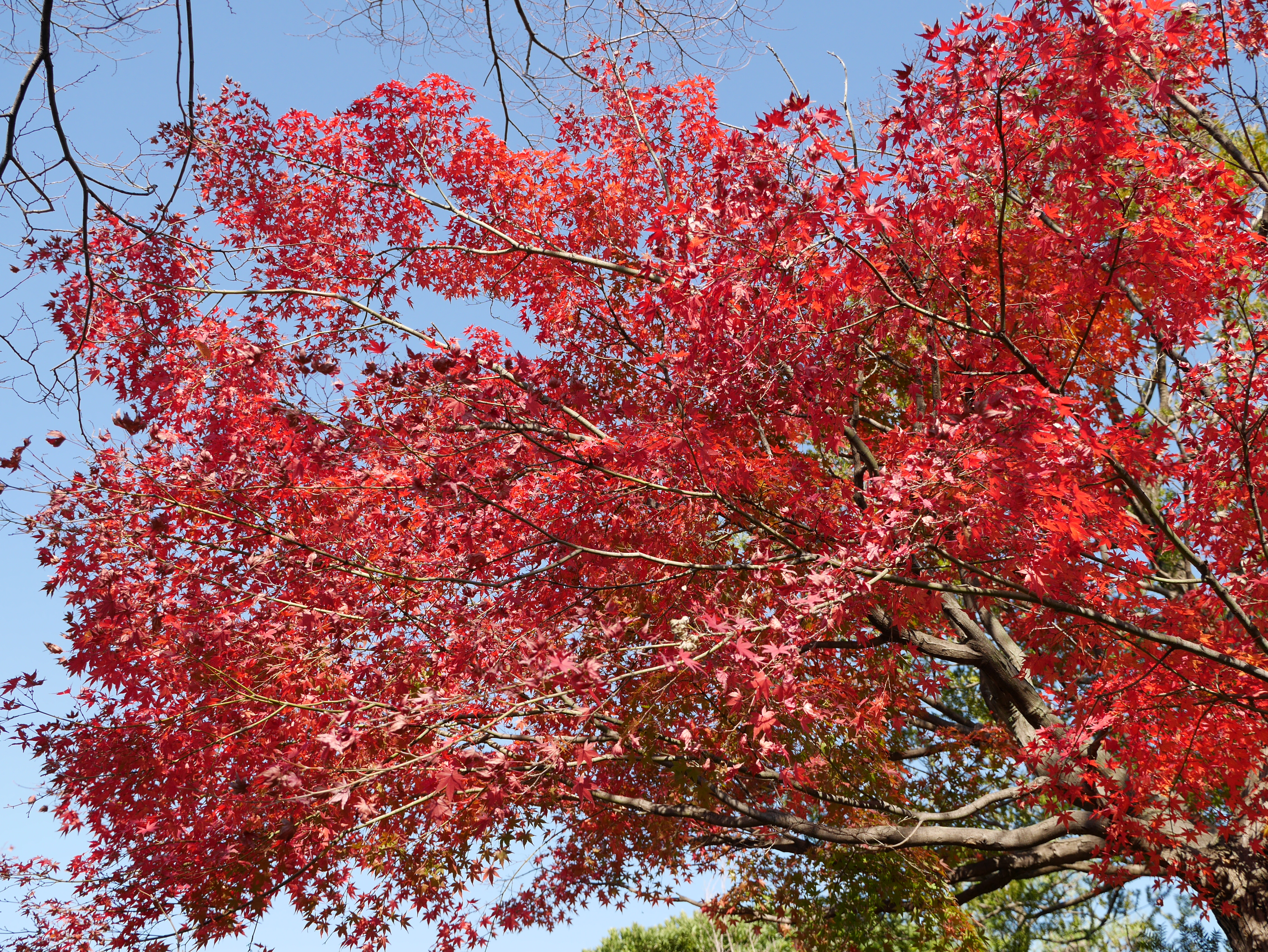 DMC-GM1 / LUMIX G X VARIO 12-35mm F2.8 ASPH. POWER O.I.S. / 4,592×3,448 / ISO200 / F4 / 1/500秒 / 18mm（36mm相当）