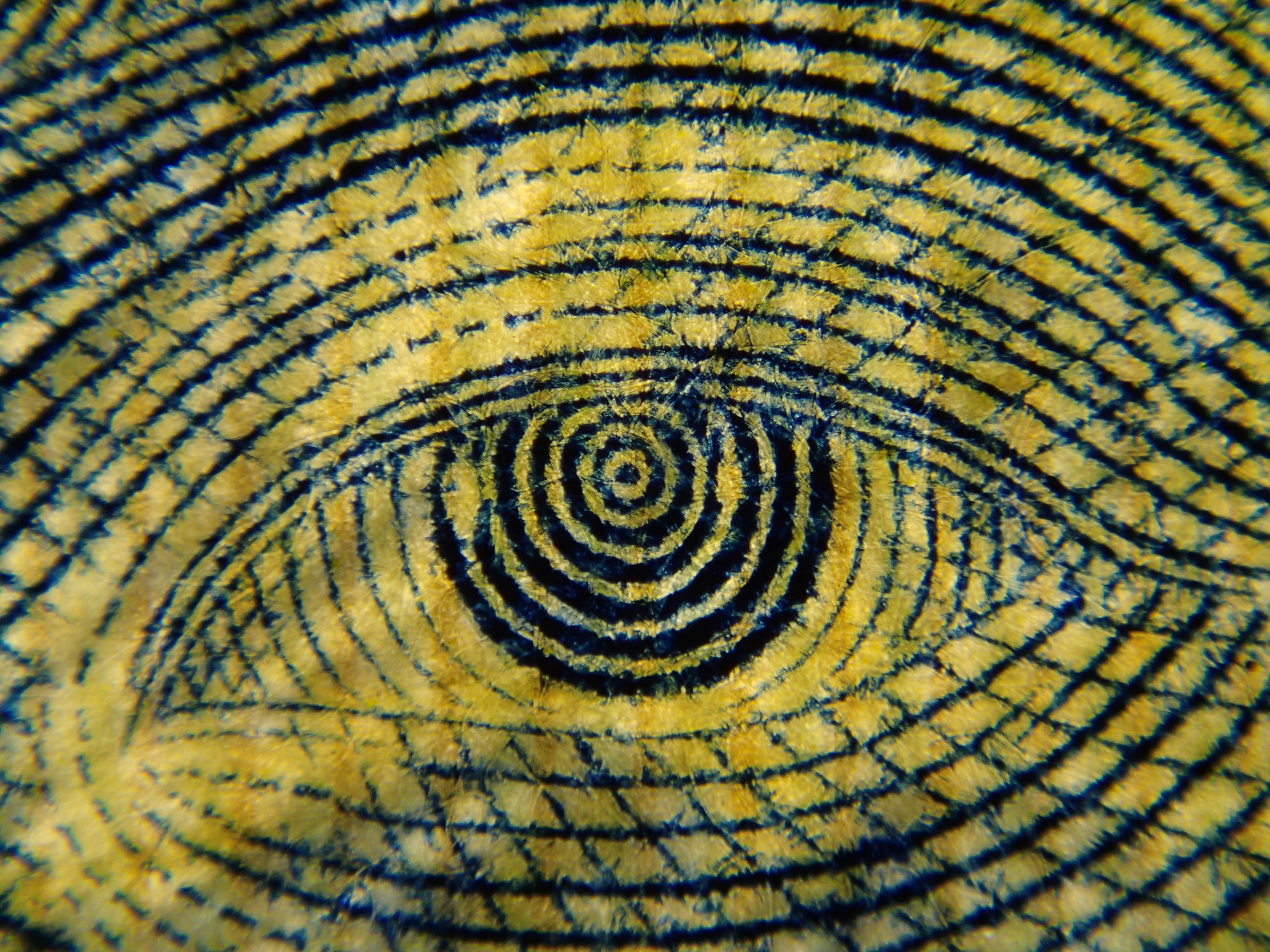 まずは表の野口英世の目の部分を、最大倍率で撮影してみた。先にTG-2の内蔵ストロボで撮影した目の拡大写真を掲載したが、比較するとその描写の違いがわかるだろう。