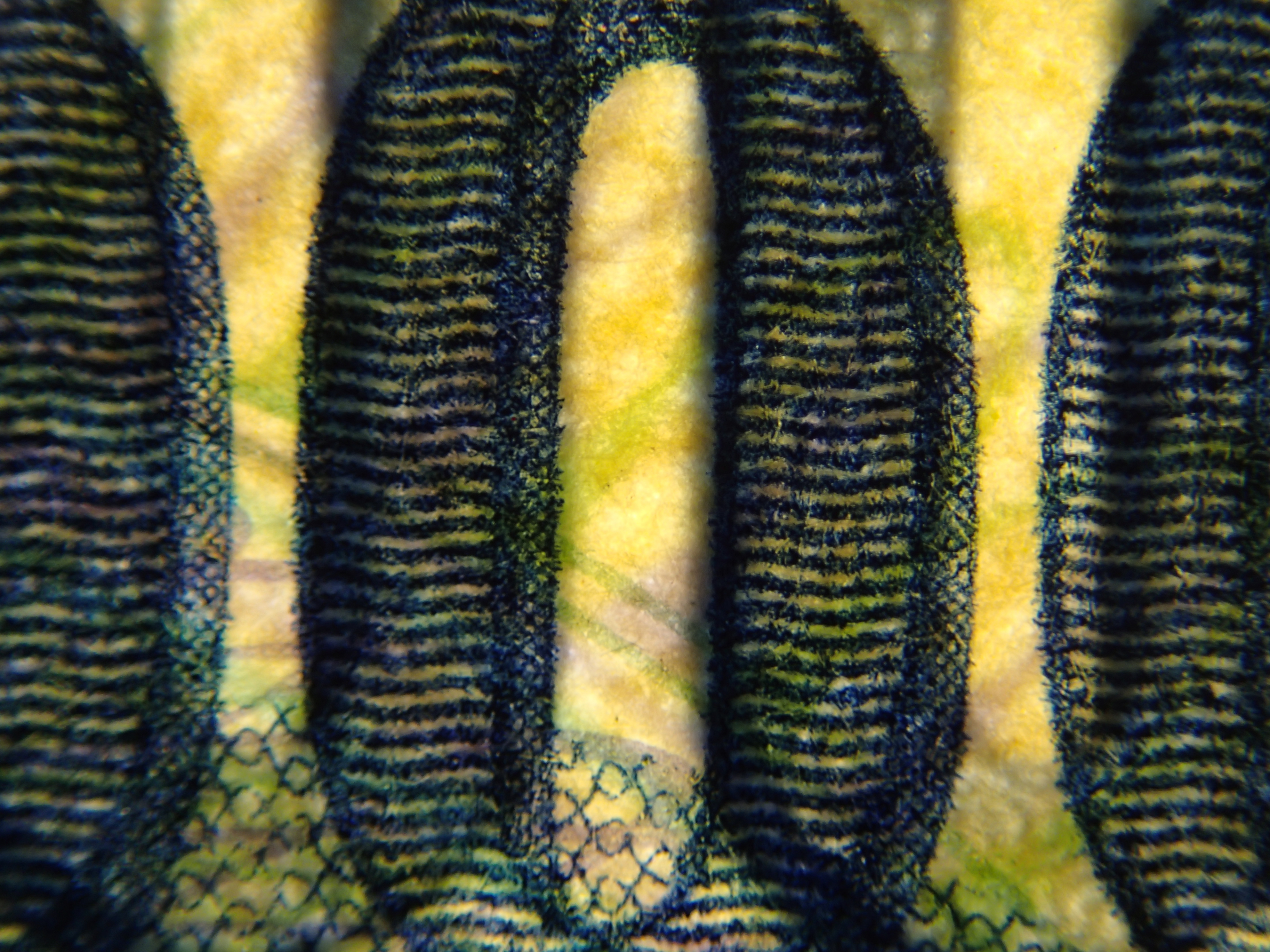 裏面右上の「1000」の一部だが、これは最大倍率ではなく、ズームを調整しながら構図を決めている（以下、同じ）。