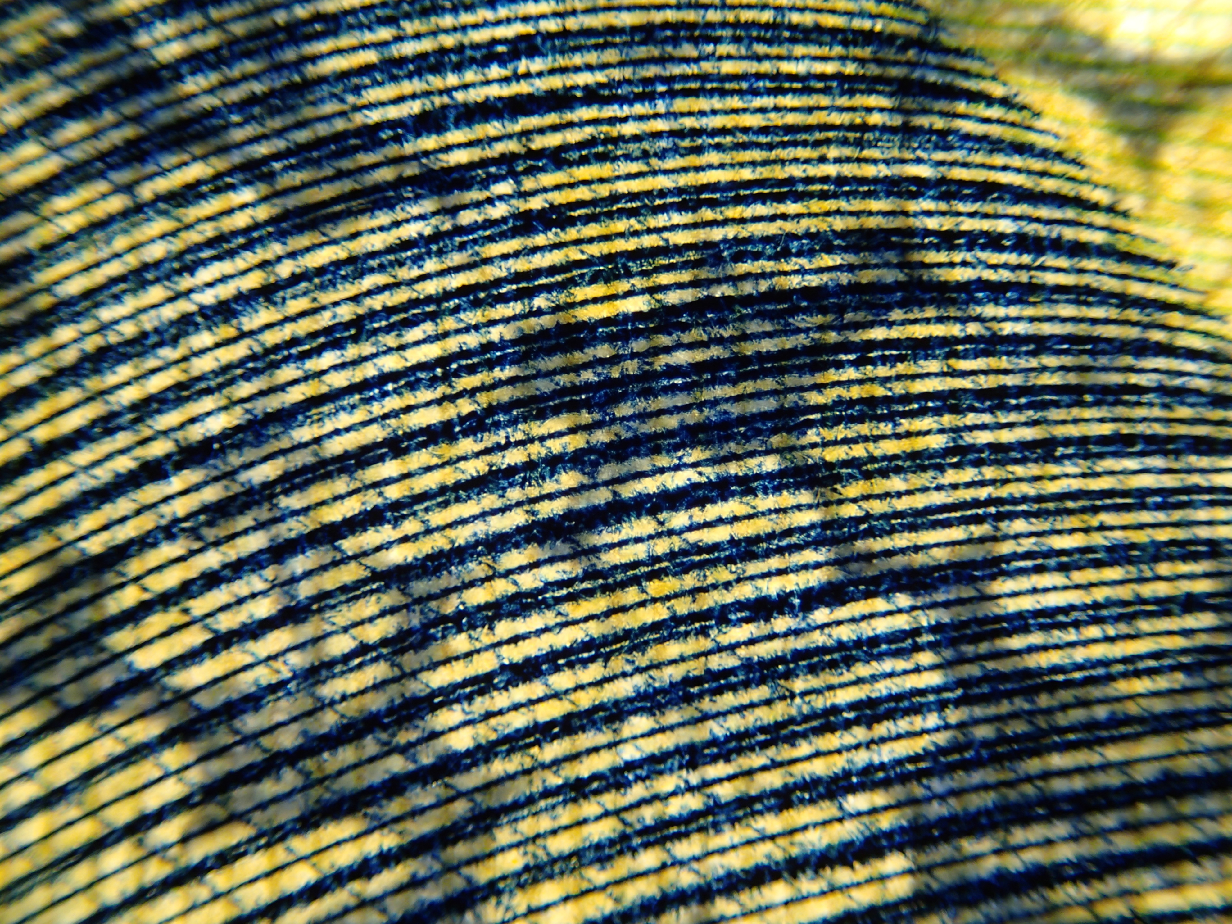 野口英世の右肩あたりだが、波間のようなタッチの裏にさくらの花が透けていて、その組み合わせが実に美しい。