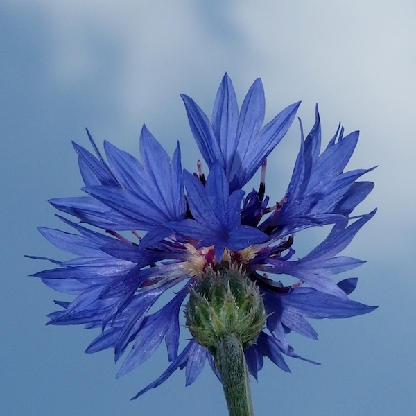 日中シンクロで花の先端部分だけをクローズアップ。とても小さな花でしたが他の葉や枝は一切入れずに全体をブルーの色調にまとめました