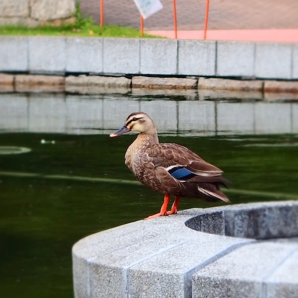 横長の写真なら鳥が向いている方向に空間が欲しいところですが、スクエア写真なのでシンプルに中央に据えました。ジオラマフィルター使用