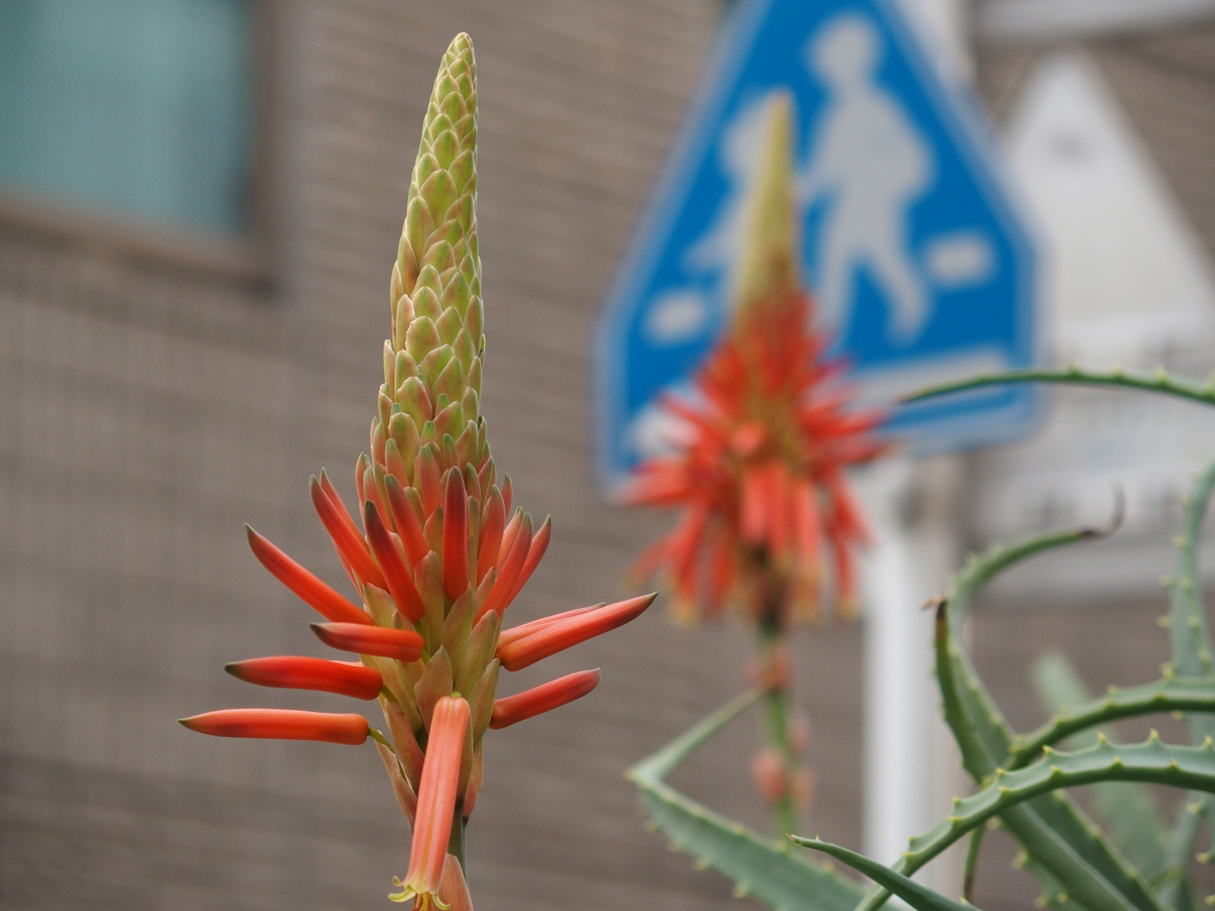 STYLUS1 / ISO200 / F2.8 / 1/200秒 / 31.8mm（150mm相当）