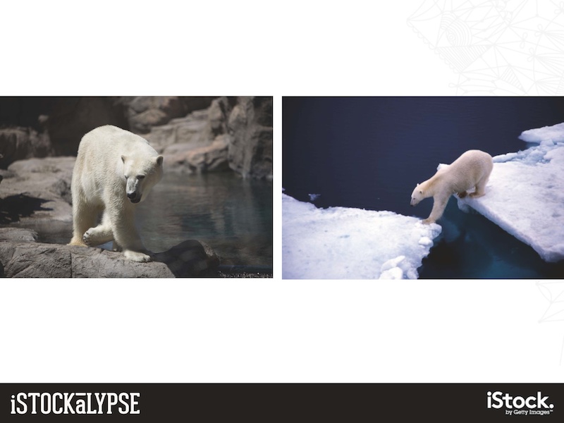 例）シロクマ：動物園内よりも、自然のなかにいるようす（右）に人気がある