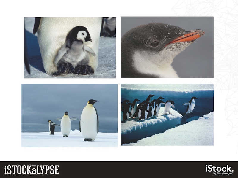 例）ペンギン：擬人化できて、人間社会について連想できるものに特に人気がある